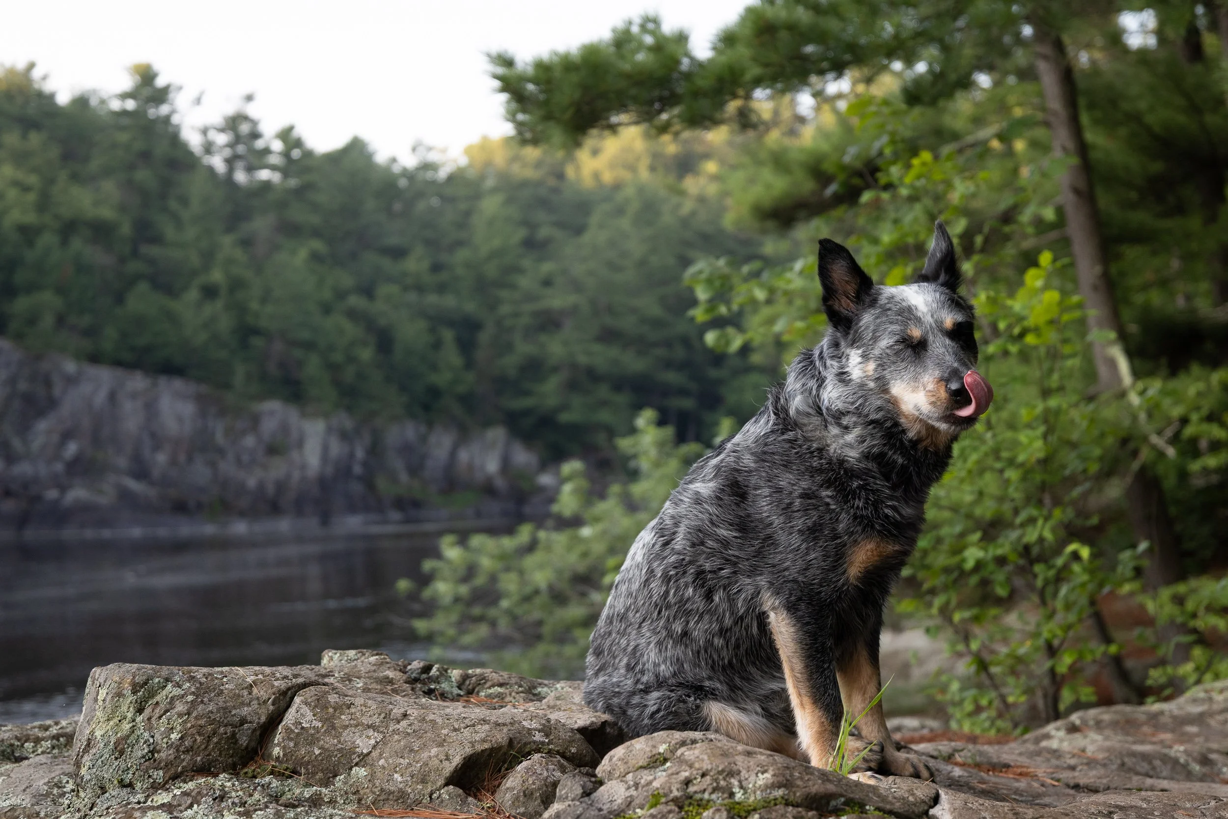 A merle Australian Shepherd dog sitting on rocks near a river, licking its nose with eyes closed amid a forested background.
