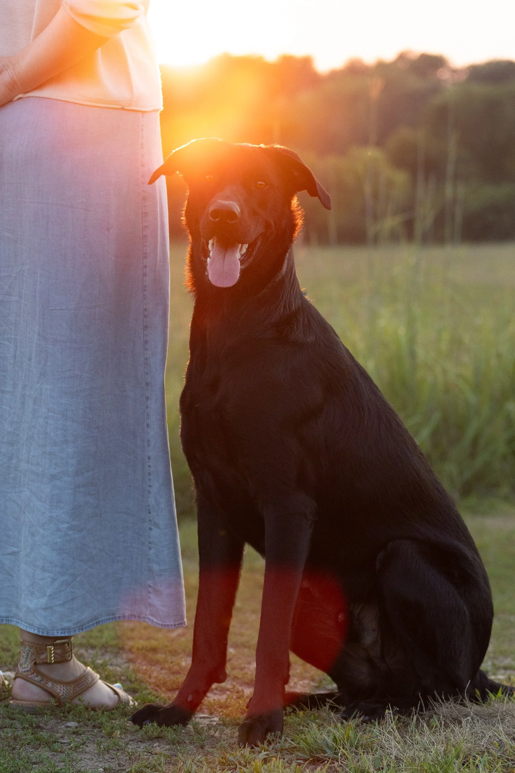 A black dog sitting outdoors at sunset near a person wearing a long skirt and sandals.