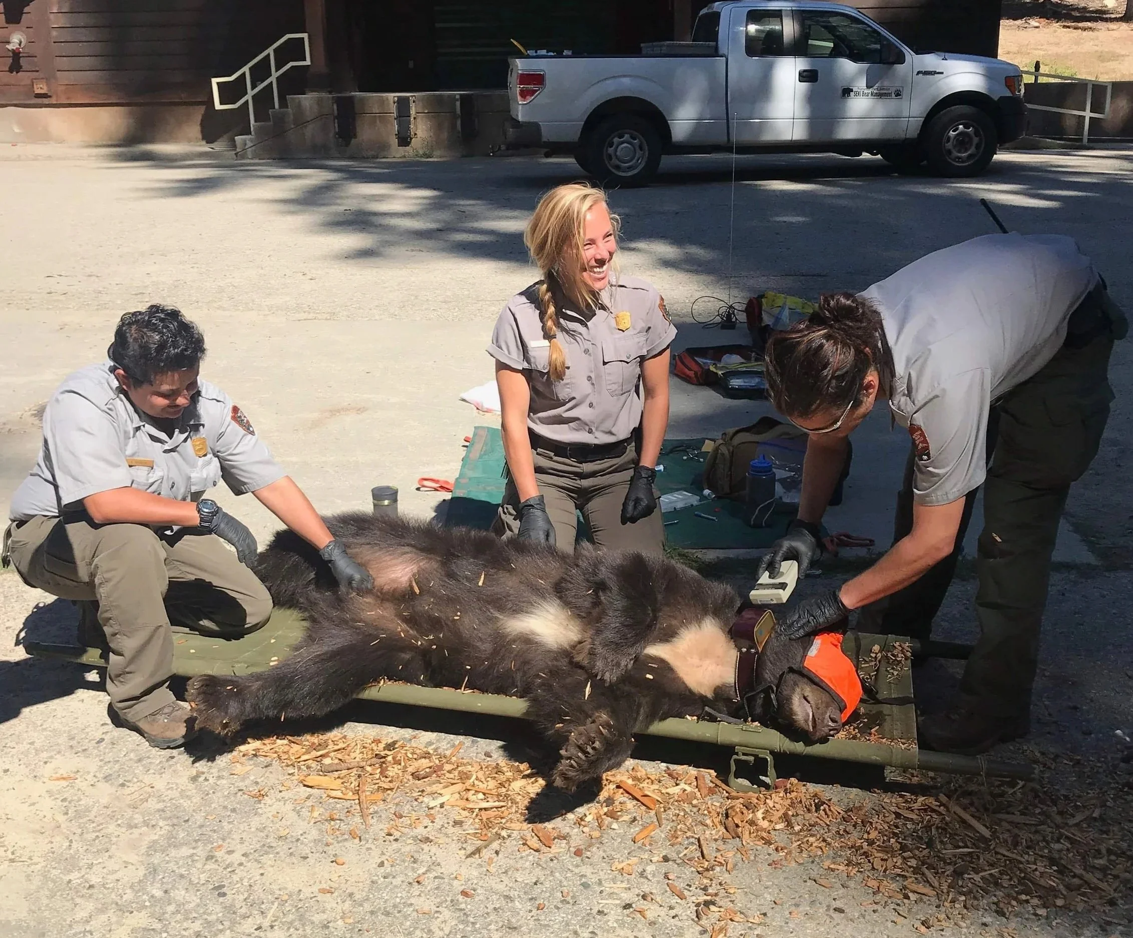 An American black bear being examined on a green stretcher outdoors by wildlife management officers in uniform, with tools and equipment nearby, and a white pickup truck parked in the background.