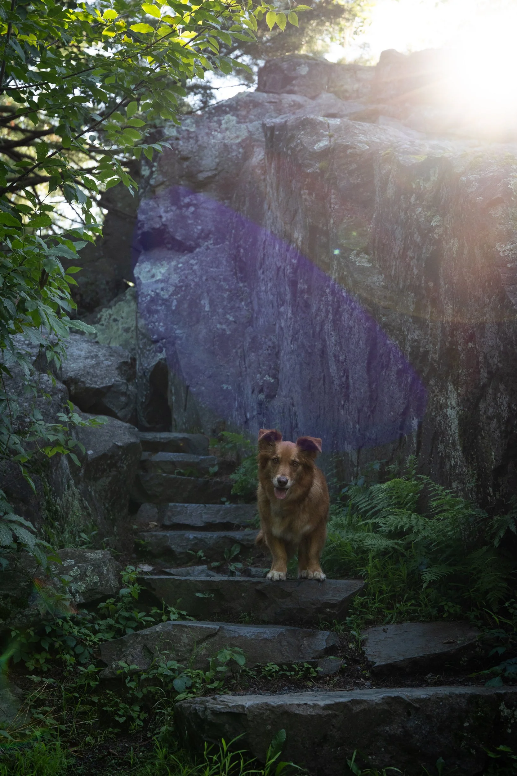 A red dog with a friendly expression standing on stone steps in a lush, green outdoor setting with rocks, plants, and sunlight streaming through the trees.