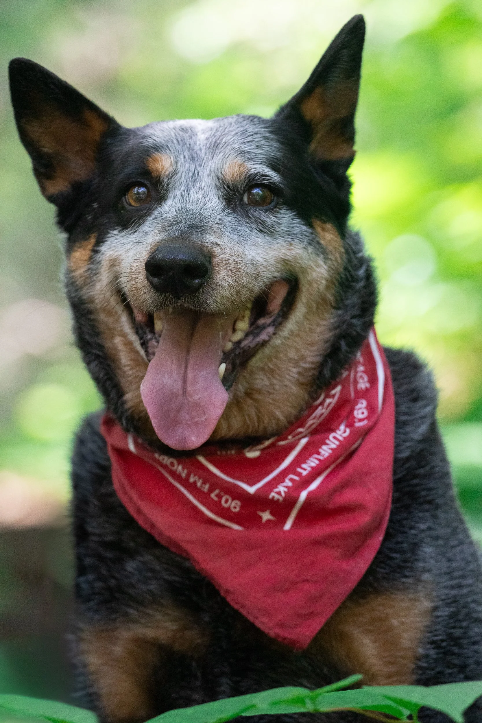 A happy Australian Cattle dog with a red bandana around its neck, outdoors with green foliage in the background, tongue out.