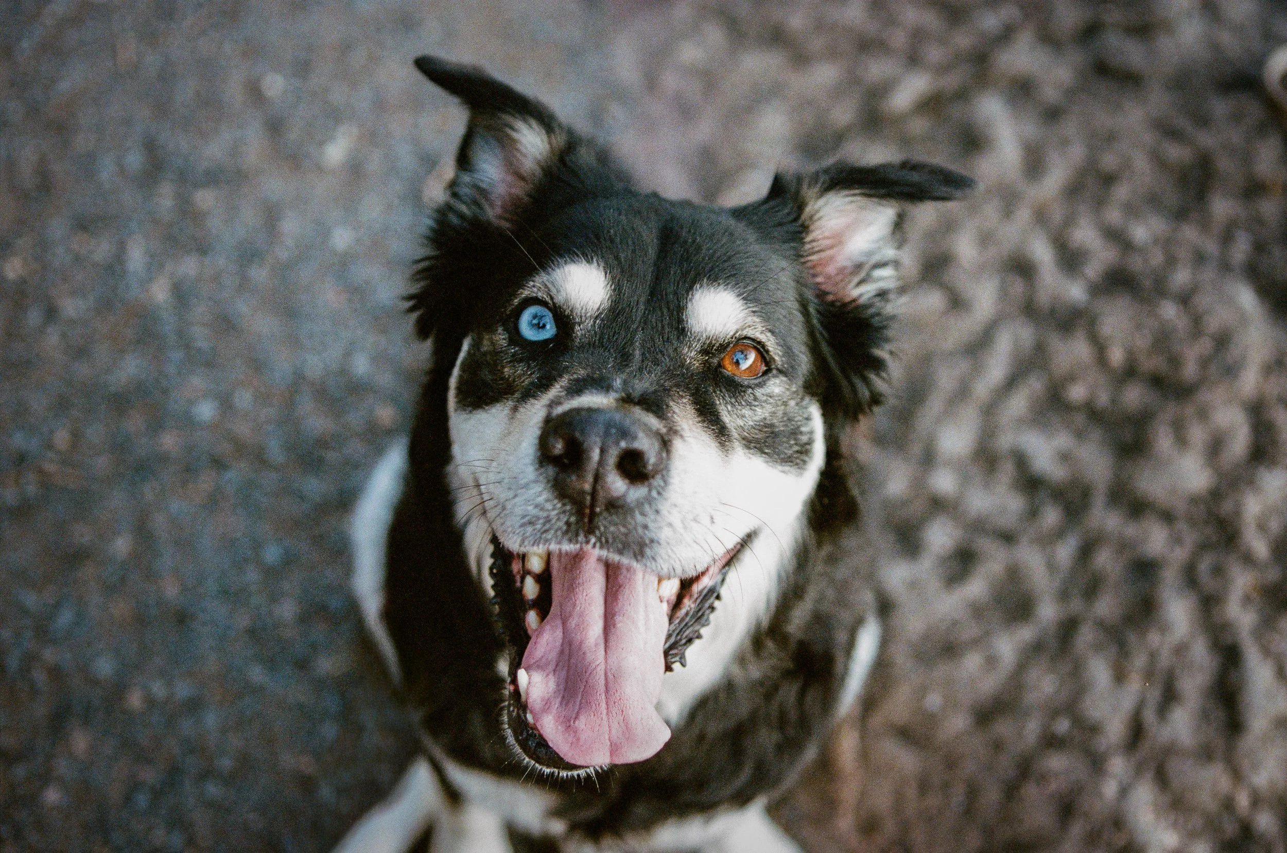 A black and white dog with heterochromatic eyes, one blue and one brown, smiling with its tongue hanging out, on a gravel and rocky surface.