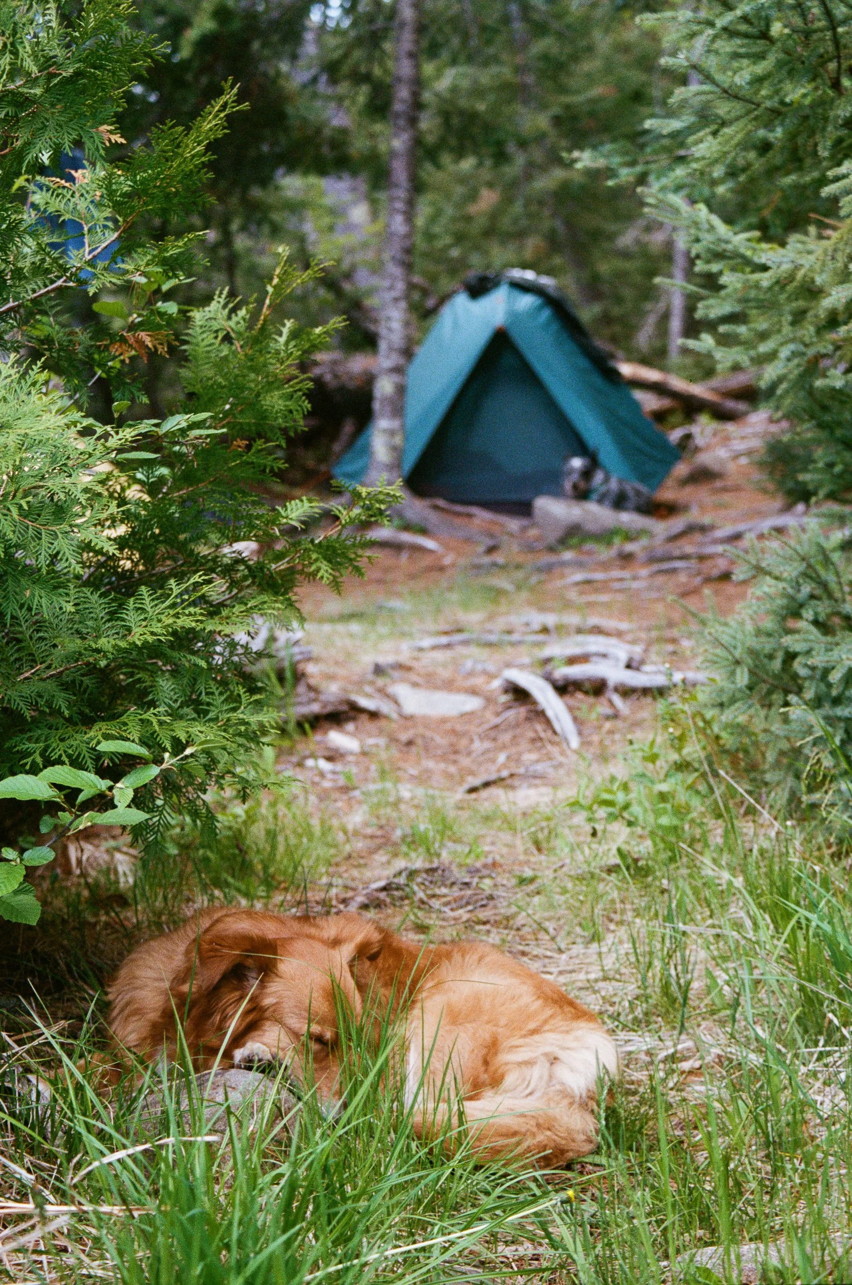 A dog with red fur lying down and sleeping on the ground in a forested area, with green grass and trees around. A green tent with another sleeping dog in the background.