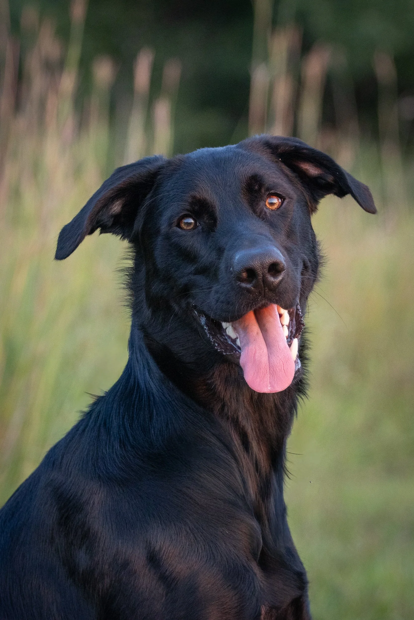Close-up of a black dog with brown eyes, licking its nose, outdoors with blurred tall grass in the background.