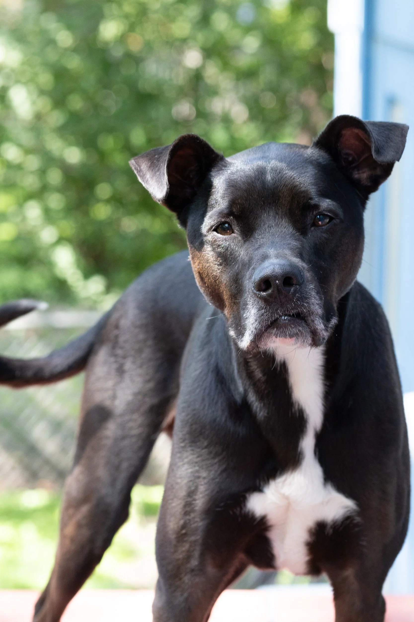 Close-up of a black and white dog with one eye winking, standing outdoors with green foliage in the background.
