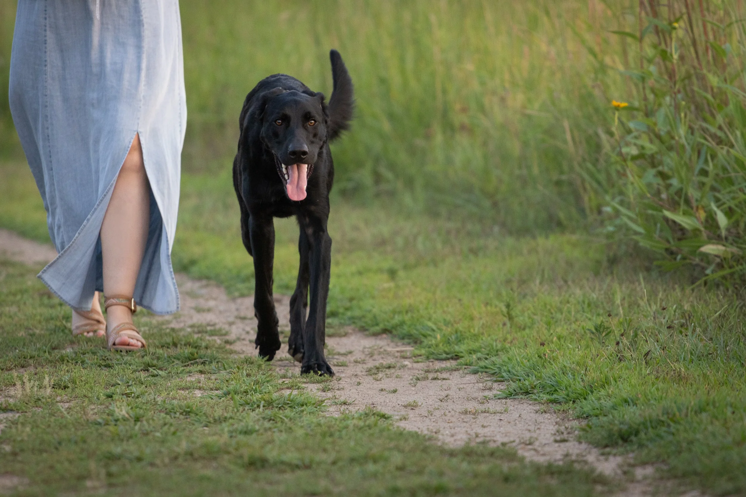 A person in a long denim skirt and sandals walking on a grassy trail with a black dog, possibly a Labrador retriever, in a green outdoor area.