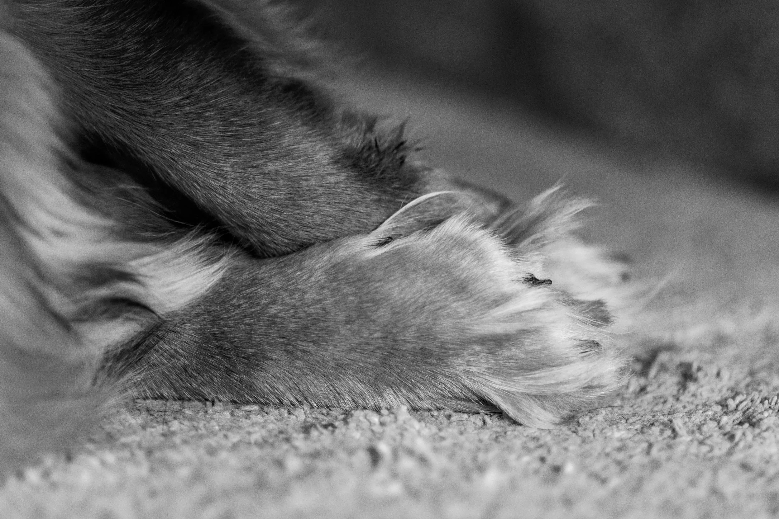 Close-up black and white photograph of a dog lying down, focusing on the fur and paws.