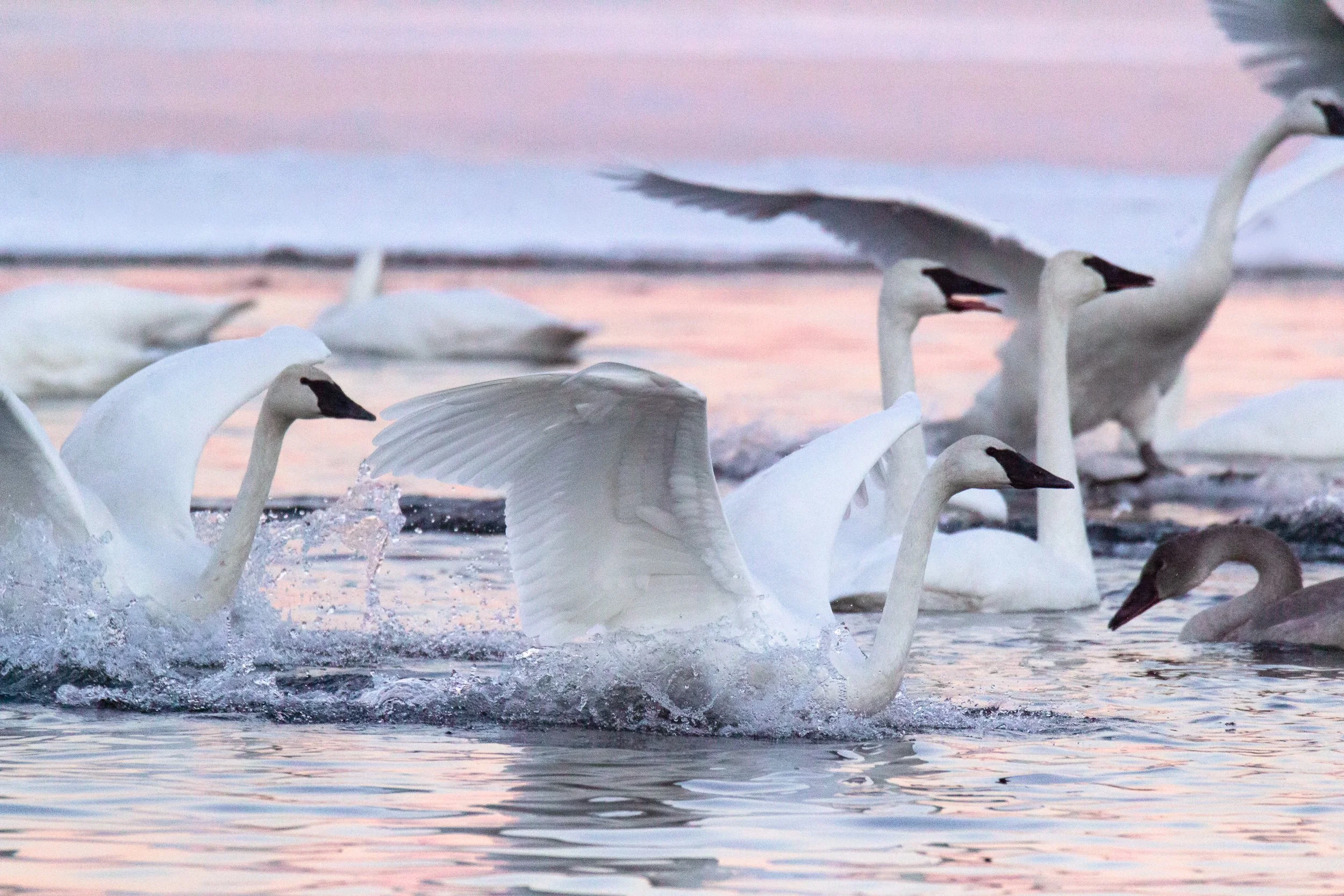 A group of white swans swimming in the water during sunset, with some splashing and their wings slightly open.