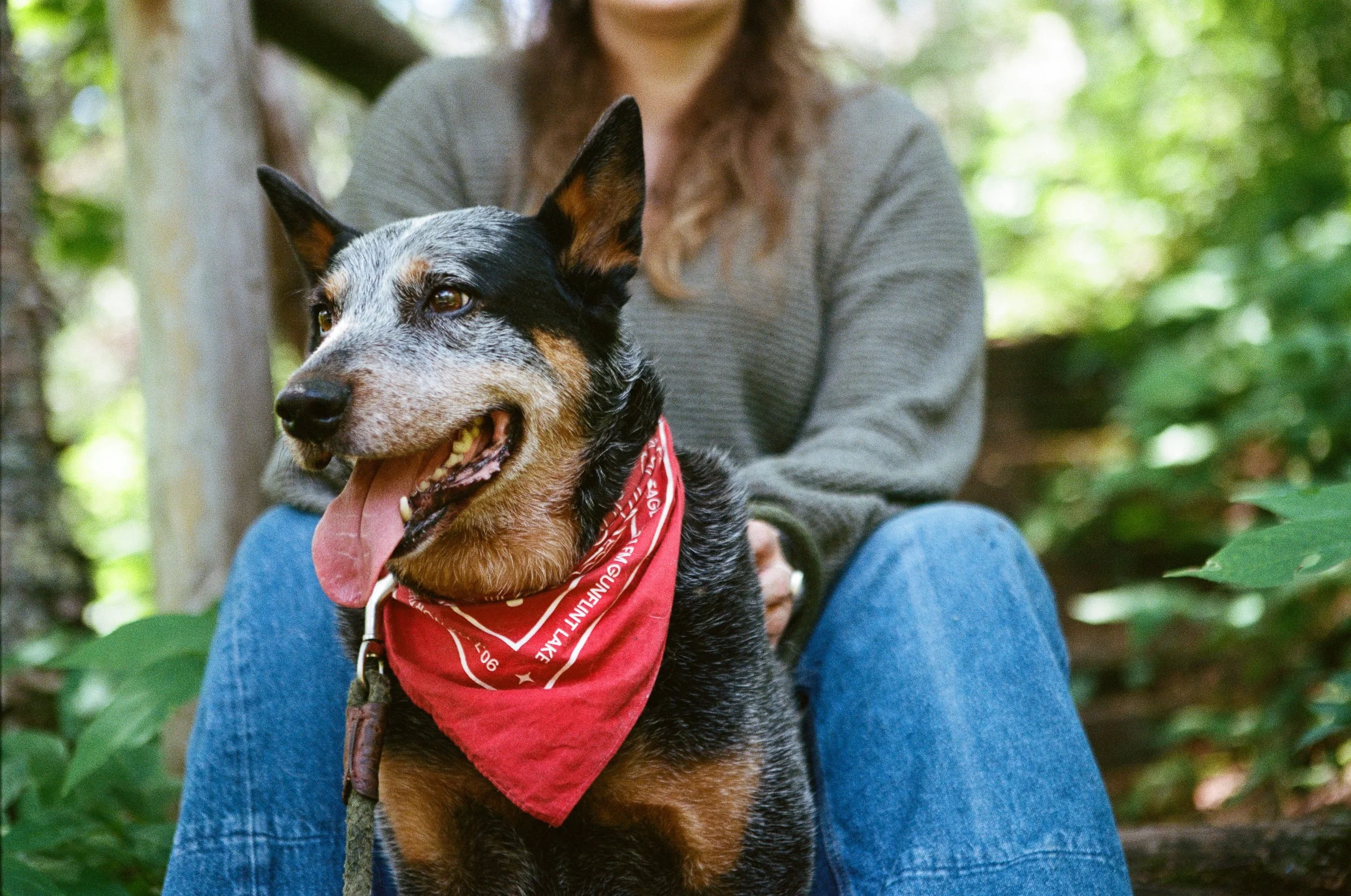 A person sitting outdoors with a black and tan dog wearing a red bandana, surrounded by green foliage.