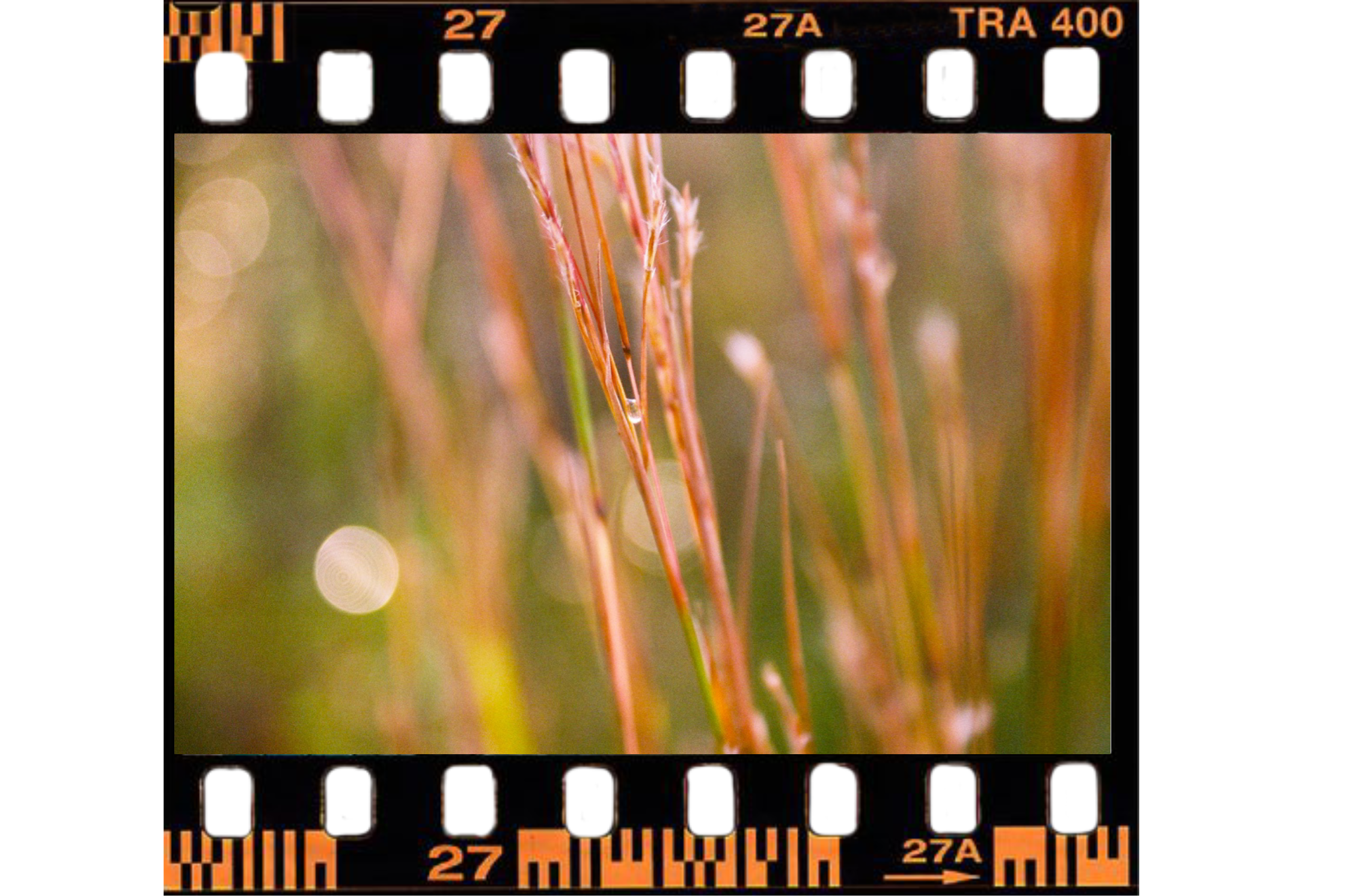 Close-up of wheat stalks with dew drops, blurred background with bokeh light effects.