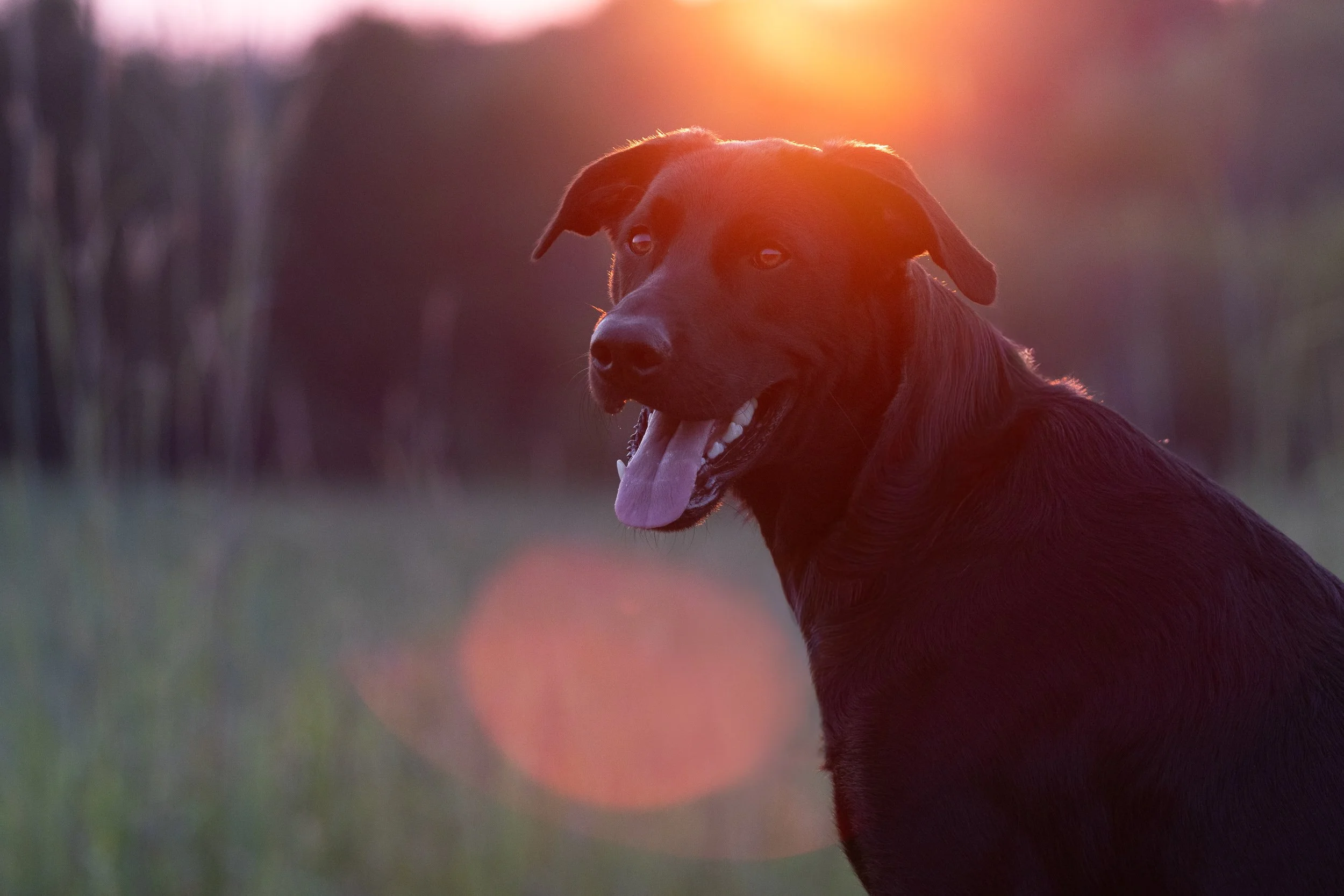 A black dog with floppy ears and an open mouth, panting, during sunset with a blurred background of trees and a golden sky and sun flare. 