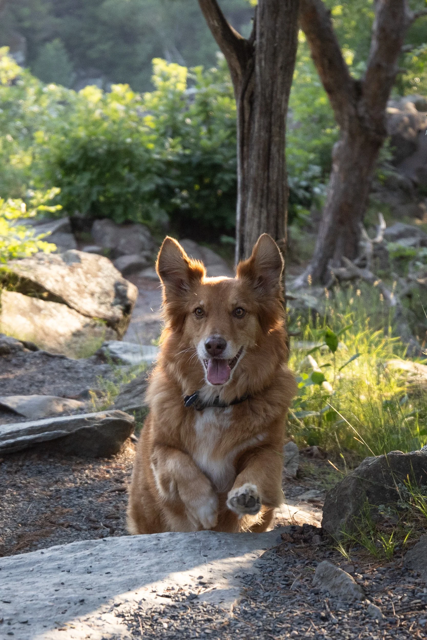 A happy dog with reddish-brown fur and white markings on its chest and paws, running outdoors on a rocky trail, surrounded by trees and green foliage, with sunlight filtering through the leaves.
