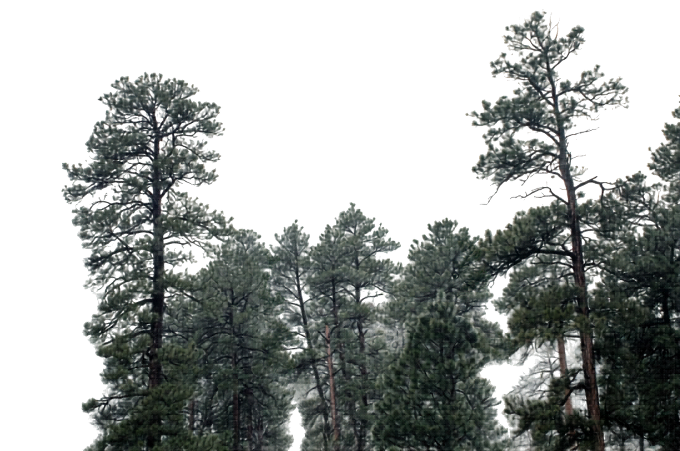 Tall pine trees at night with a dark sky in the background.