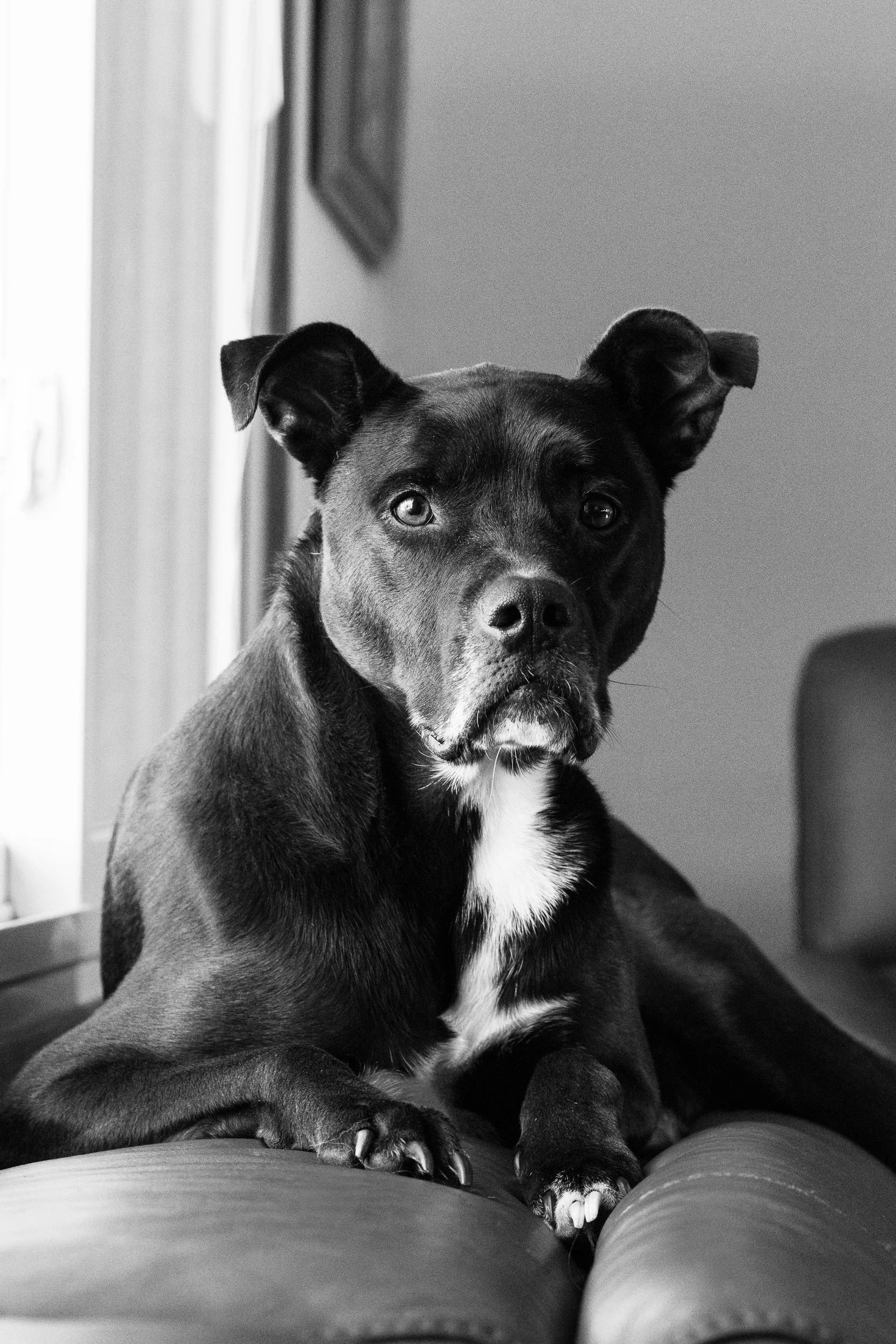 Black and white photo of a dog with a serious expression, sitting on a couch in the foreground and a window with curtains and a framed picture in the background.