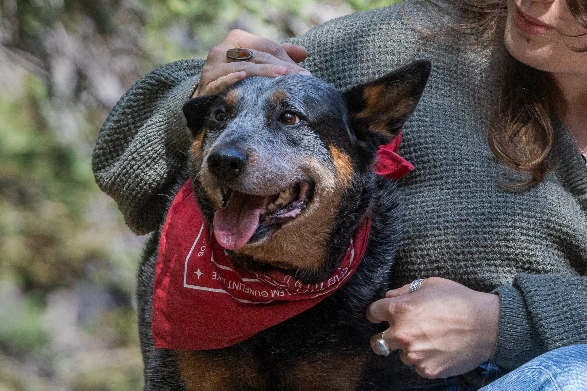 Person holding a black and tan dog with a red bandana, outdoors in a forest.