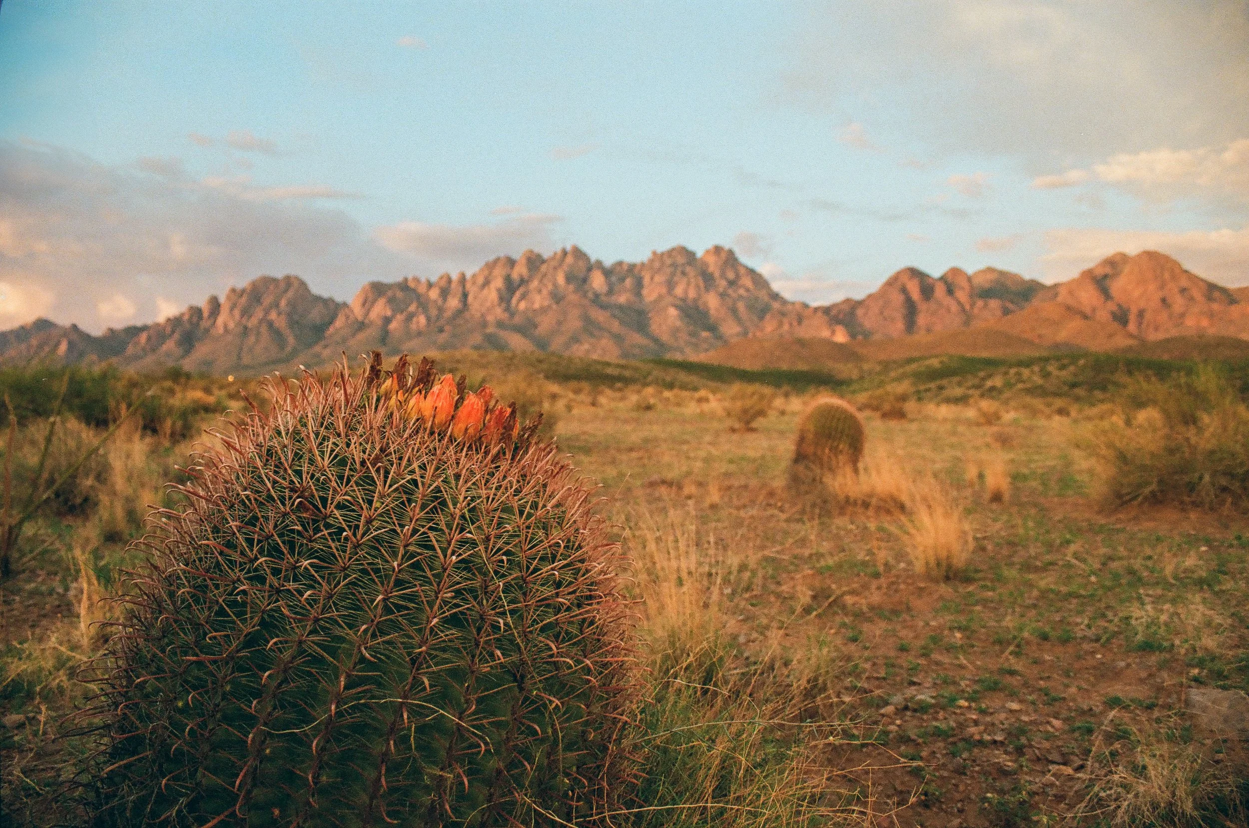 Close-up of a round cactus with spines in a desert landscape with mountains in the background at sunset.