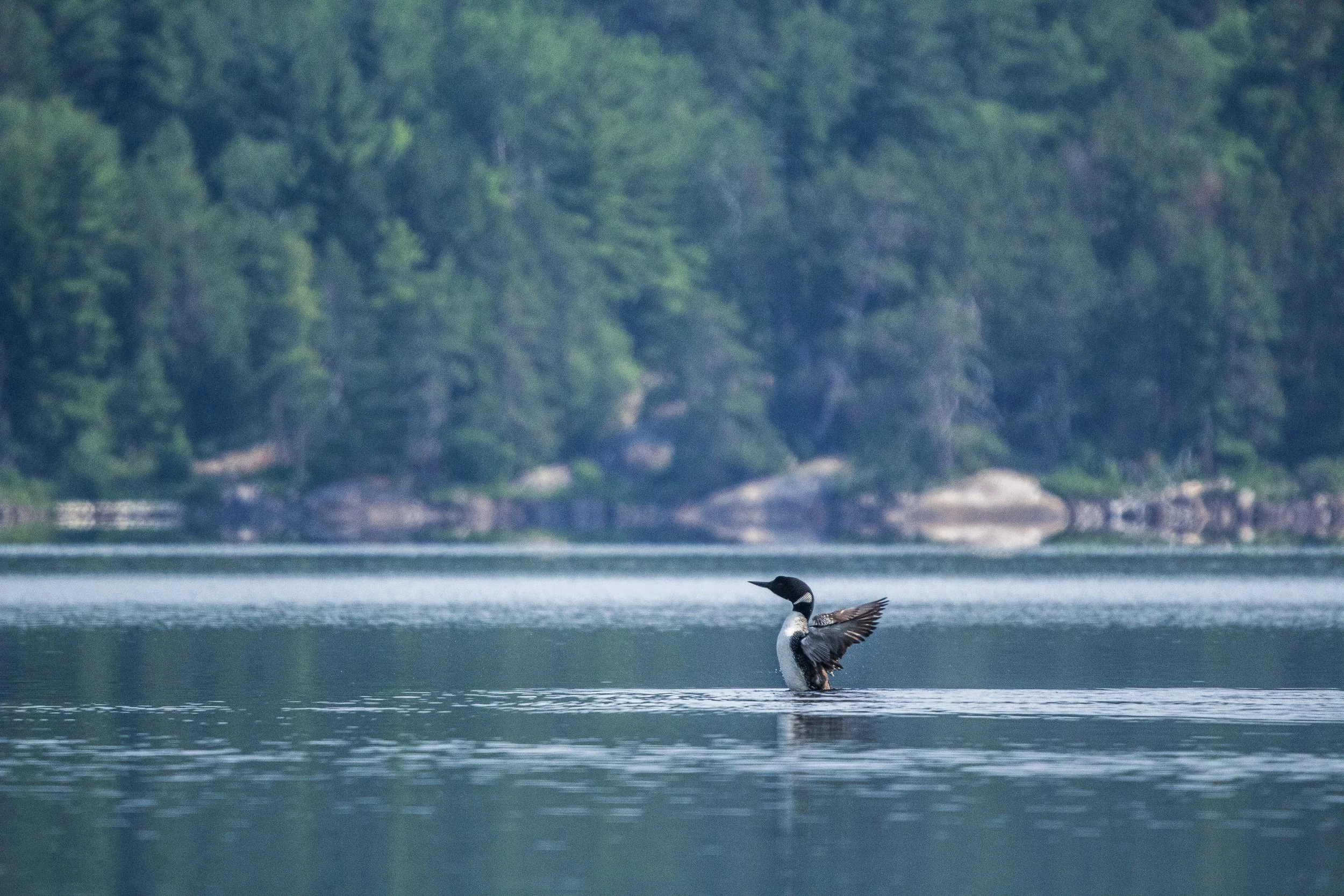 A loon flapping it's wings on the water of a calm lake with a forested shoreline in the background. 