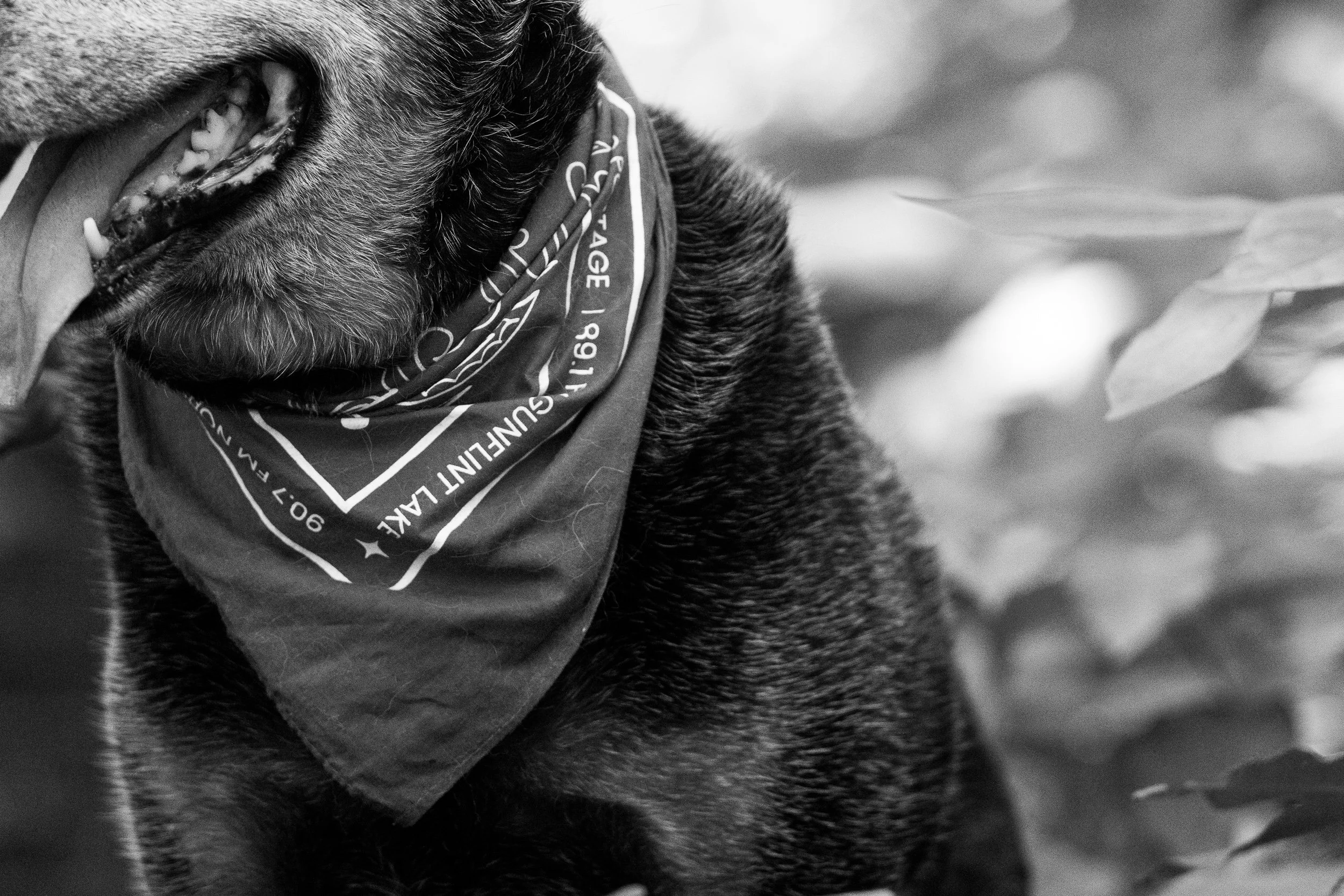 Close-up of a dog wearing a bandana around its neck, in black and white.