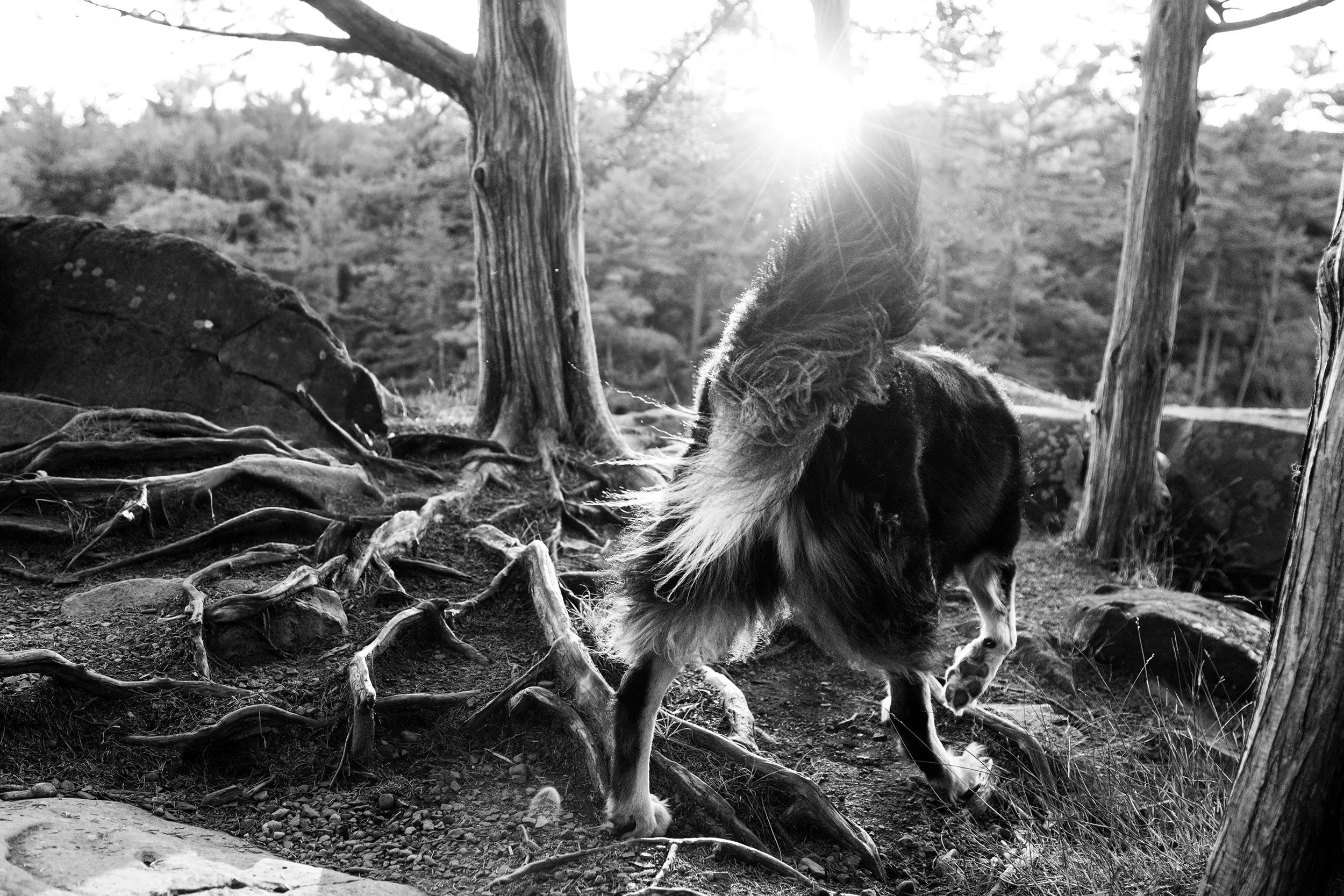 A black and white photo of a dog in a forest, with sunlight shining through trees in the background.