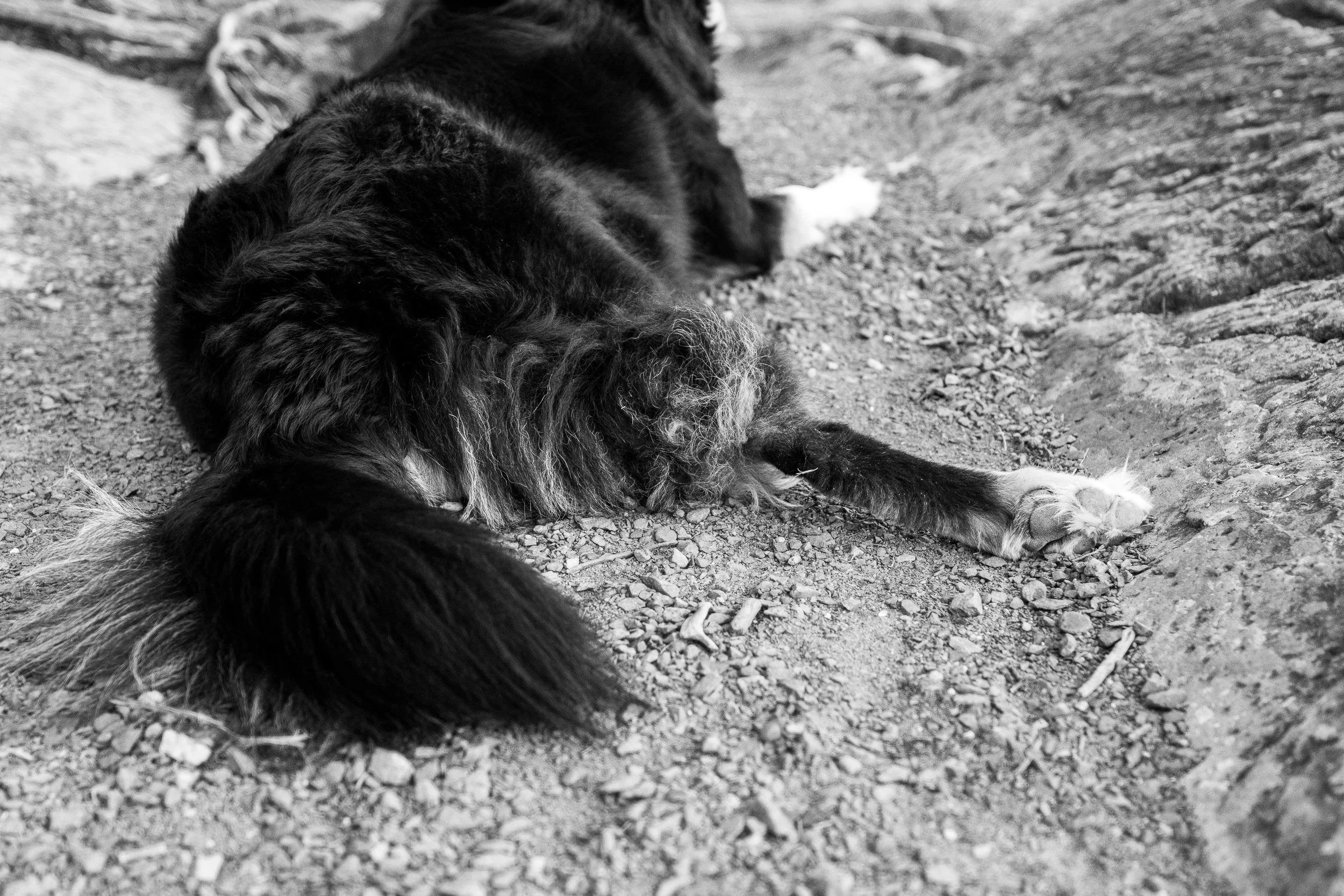 Black and white photo of a dog lying on gravel, seen from behind focusing on the tail and back paws. 