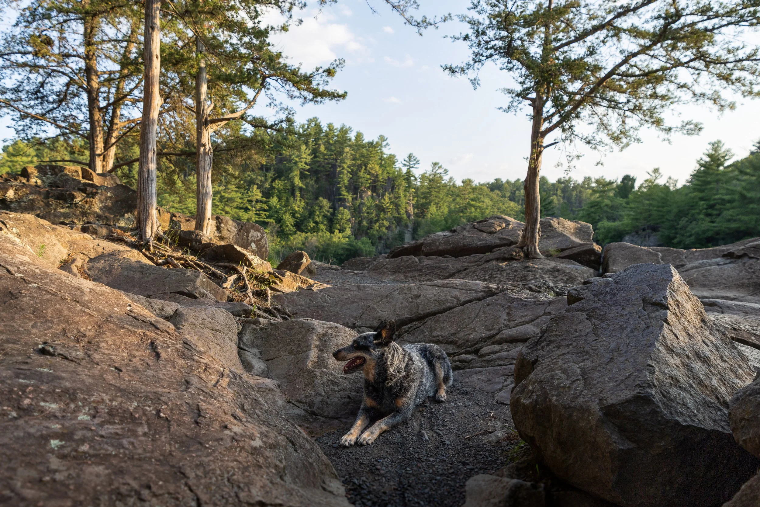 A dog with a black, gray, and white coat resting on a rocky outdoor area surrounded by trees under a partly cloudy sky.