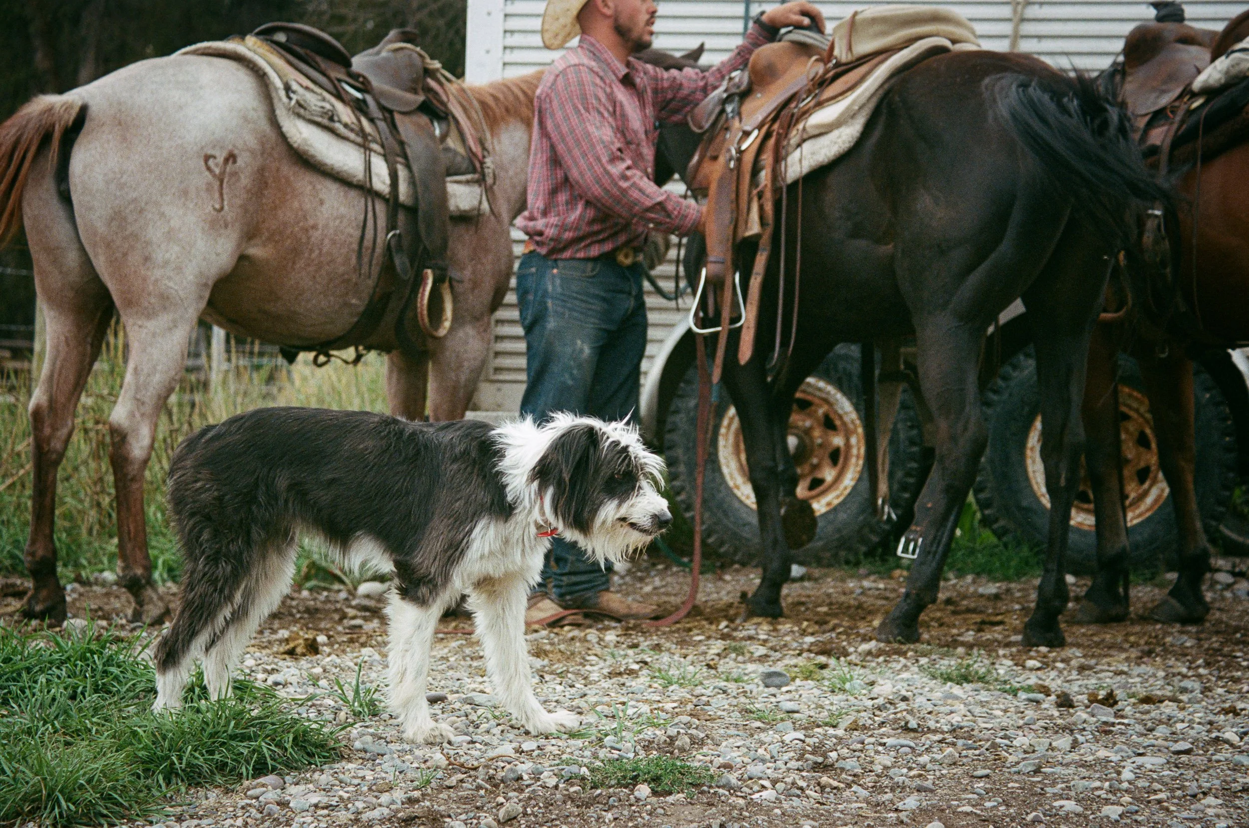 A man in a plaid shirt and jeans stands next to a pack of saddled horses, with a black and white dog in the foreground on a gravel and grass ground, outside a horse trailer. 