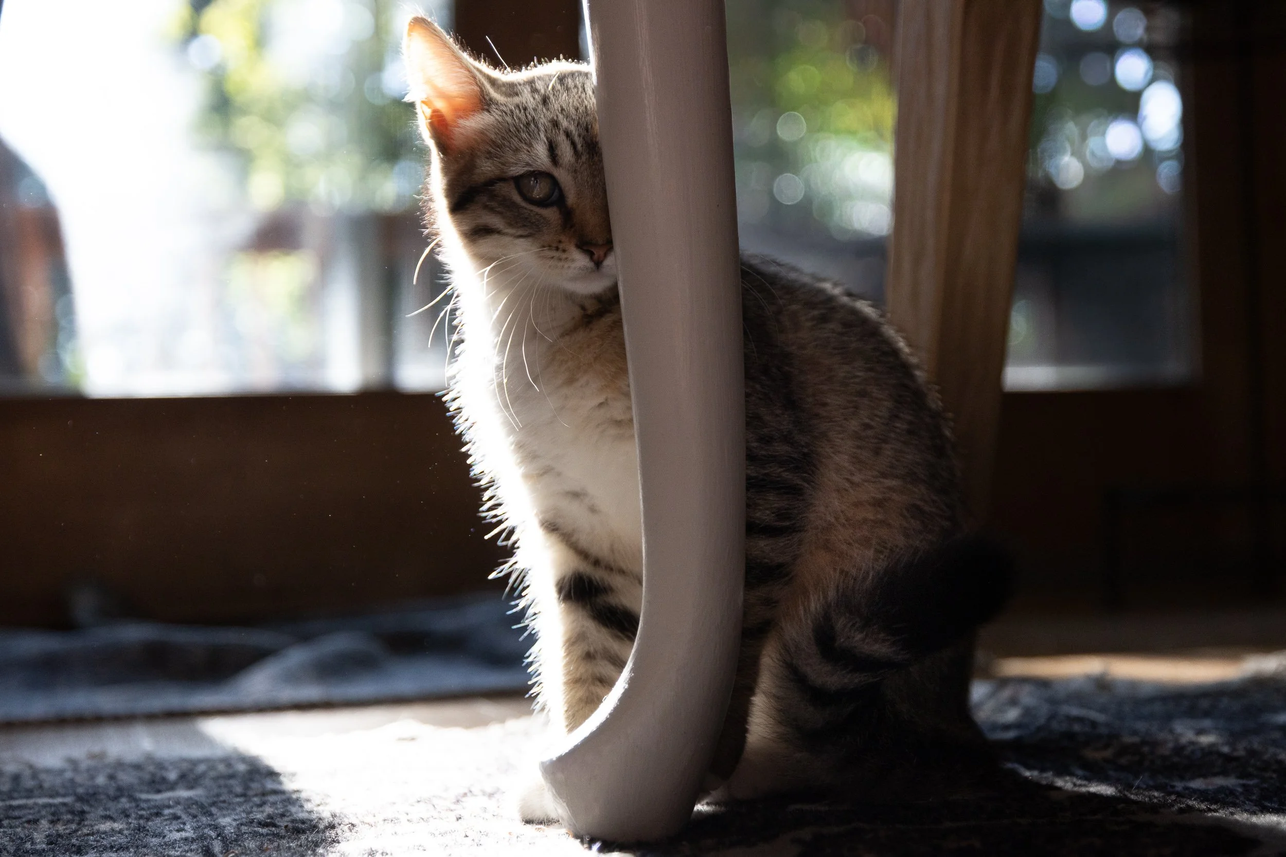 A cat with gray and black striped fur peeking out from behind a white chair leg, illuminated by sunlight indoors with blurred background.