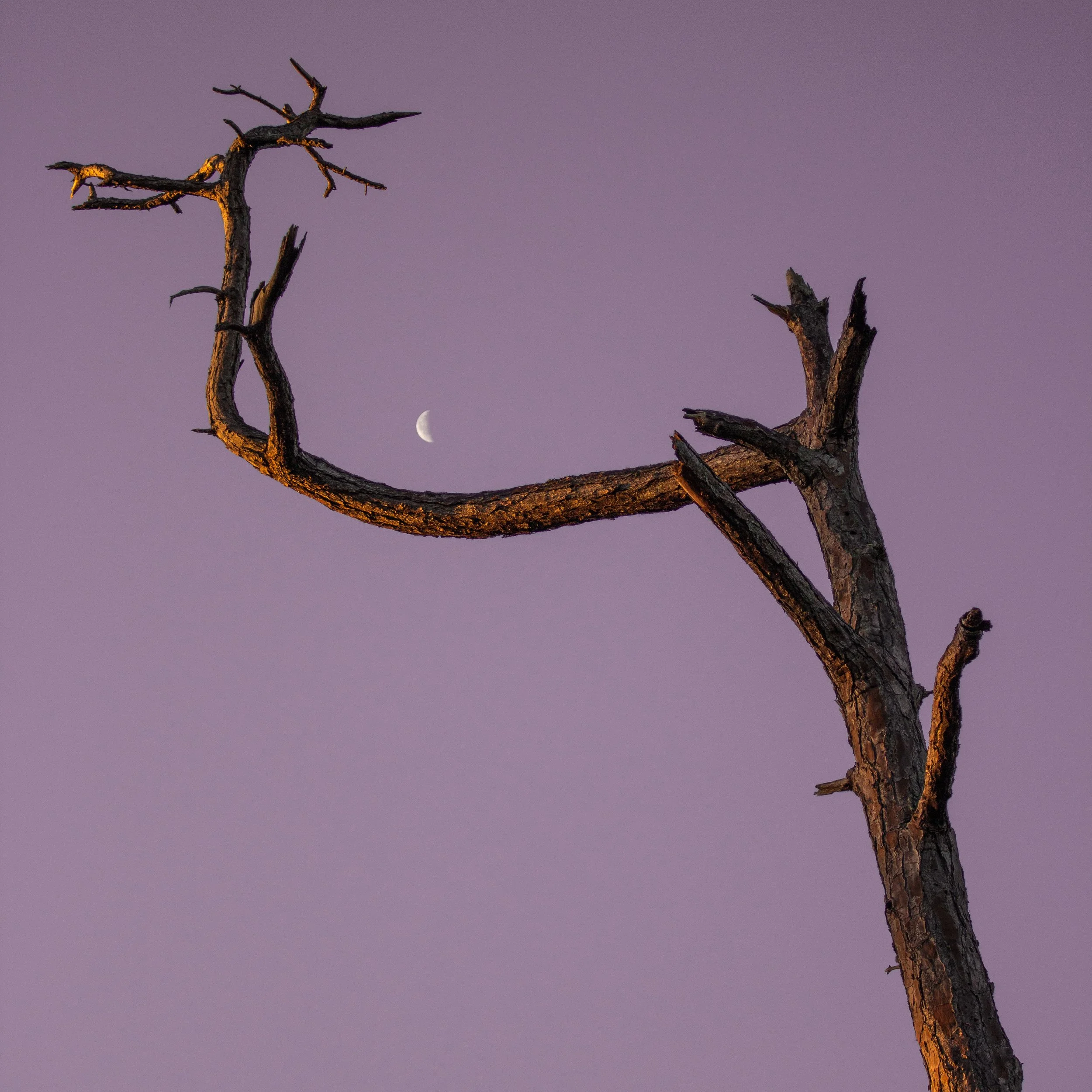 A scene of a leafless, gnarled tree branch against a purple sky with a crescent moon.