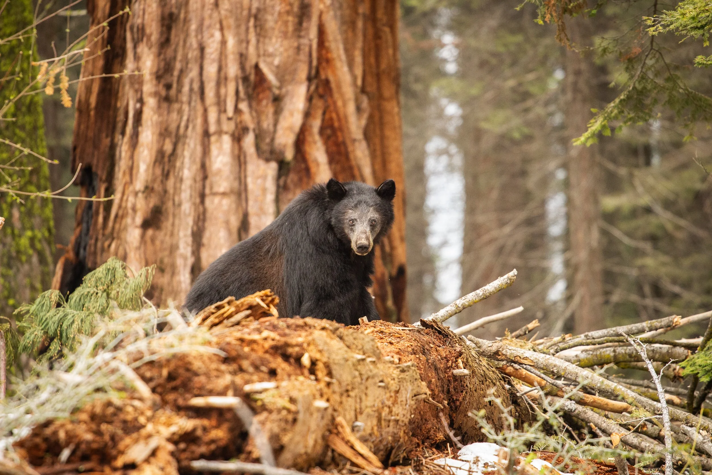 A black bear standing on a log in a sequoia forest, with large trees and green foliage surrounding it.