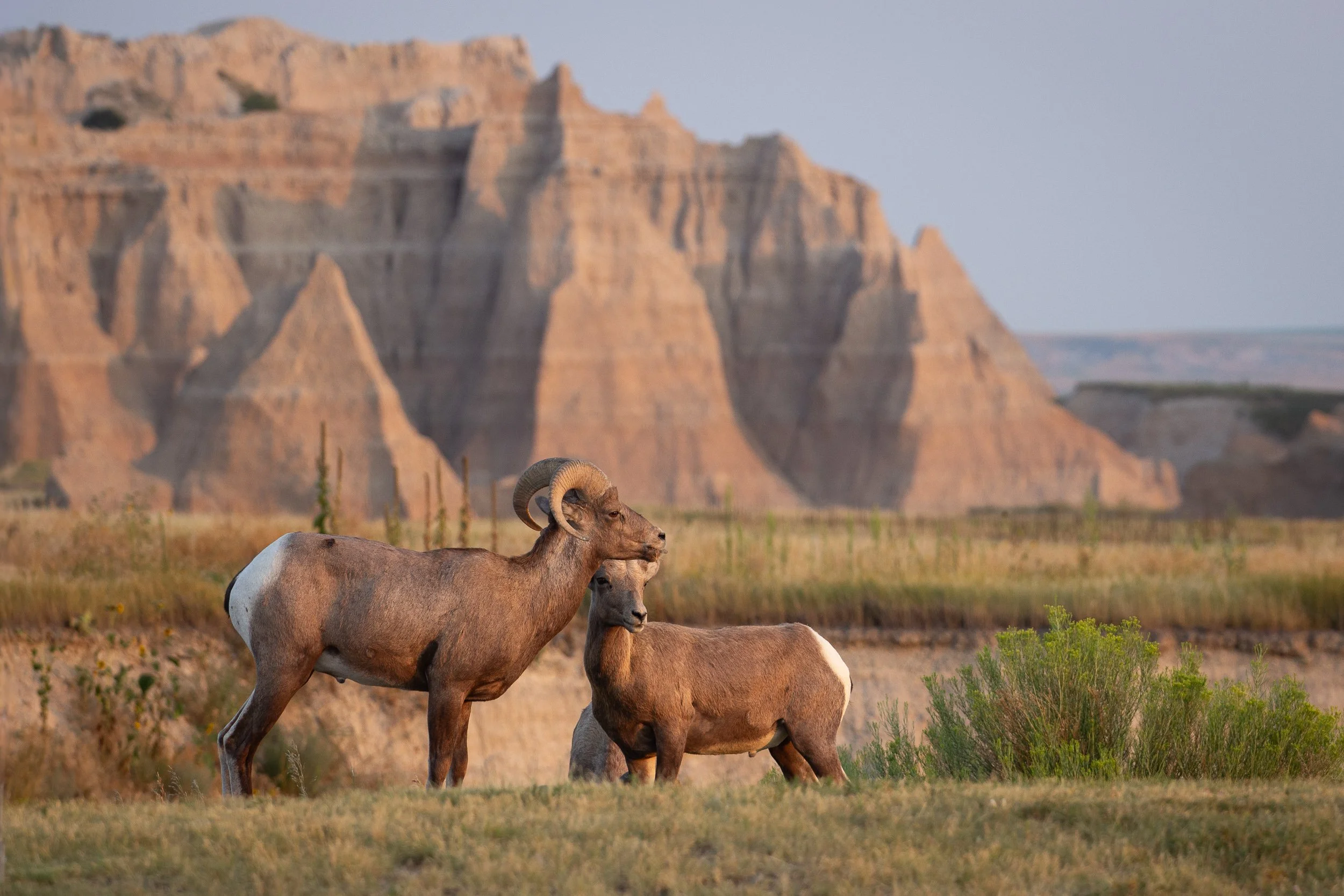 A herd of bighorn sheep grazing in an open grassland with large mesas in the background.