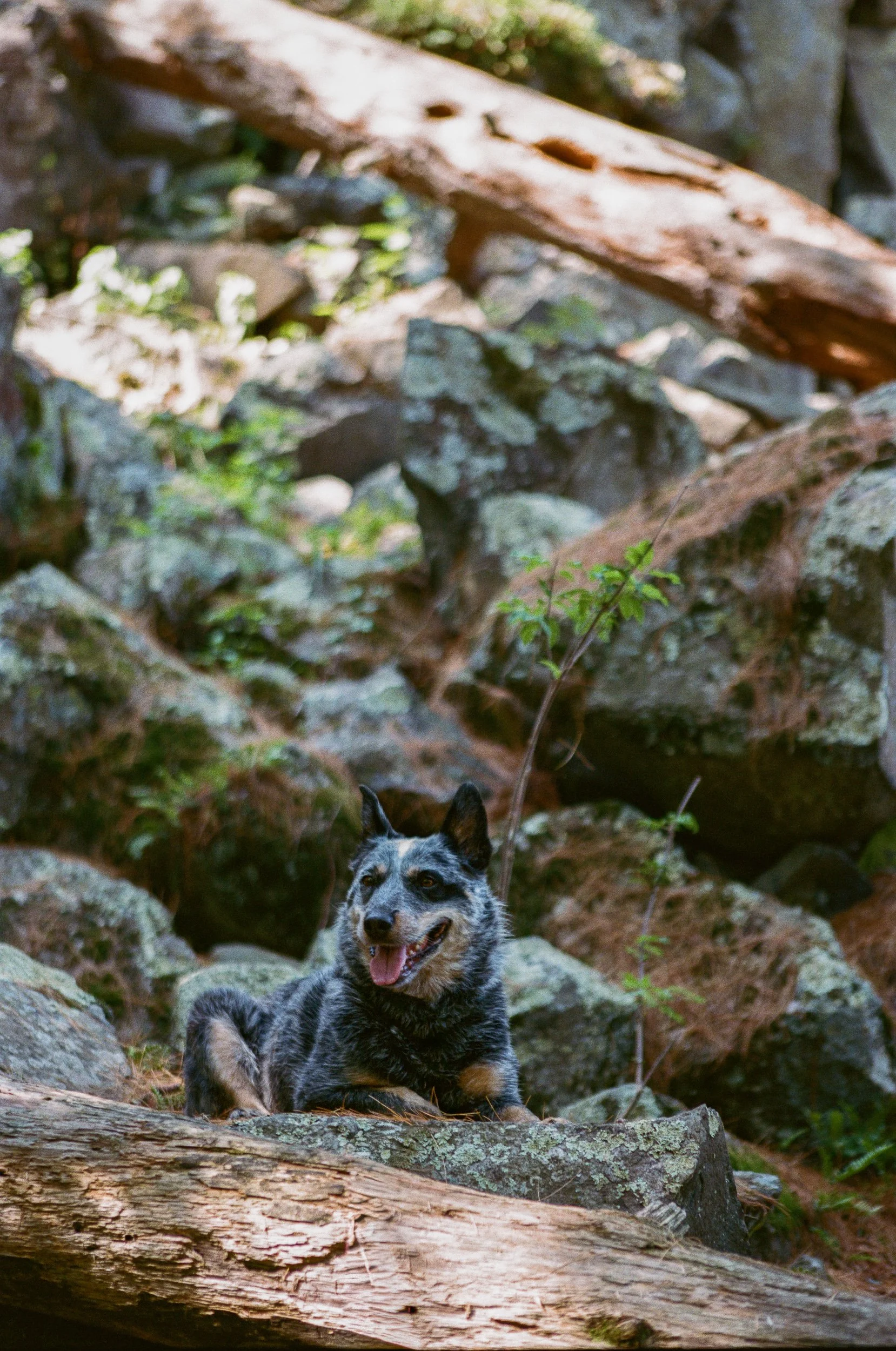 A dog with a black, grey, and white coat lying among rocks and fallen logs in a forest, with greenery and trees in the background.