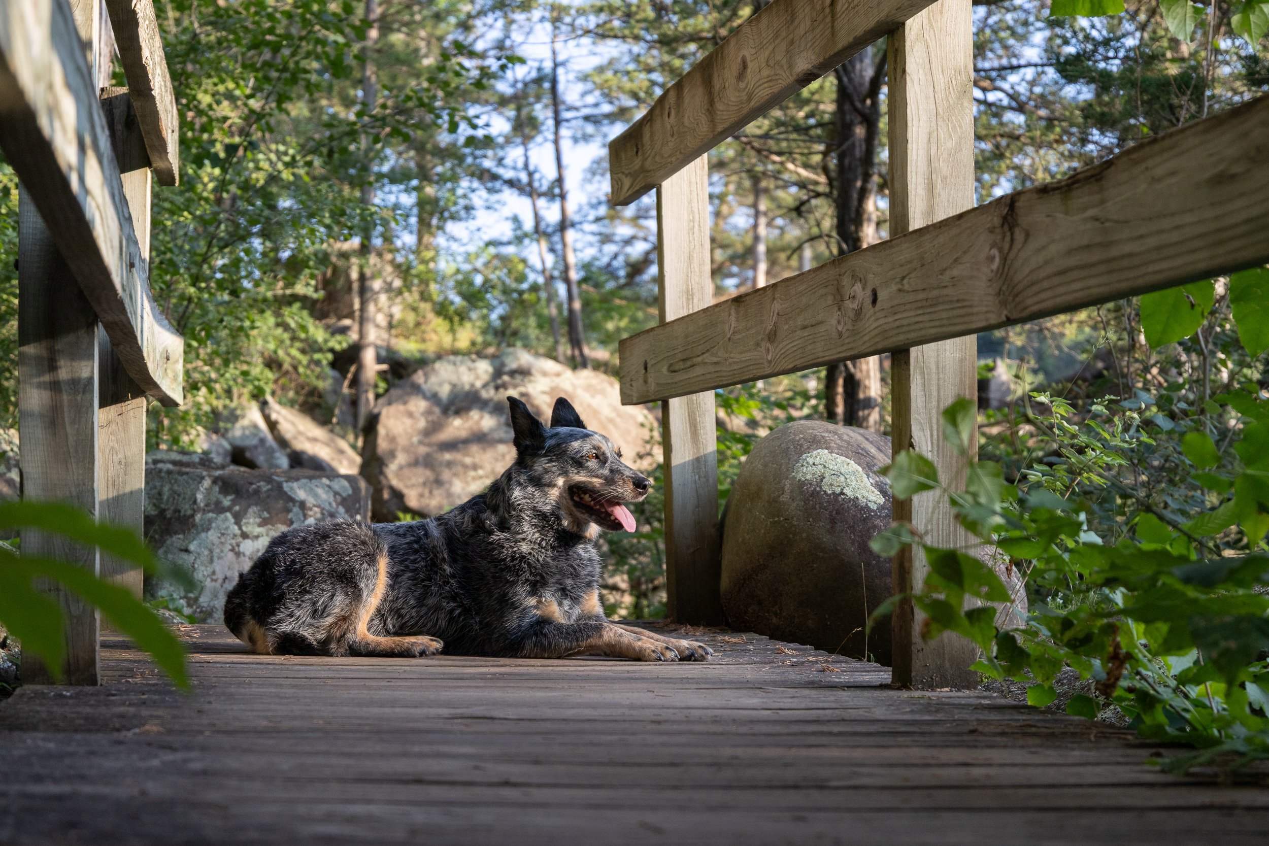 A dog with black, gray, and tan fur lying on a wooden pathway under a wooden railing, in a forested area with trees and green foliage.