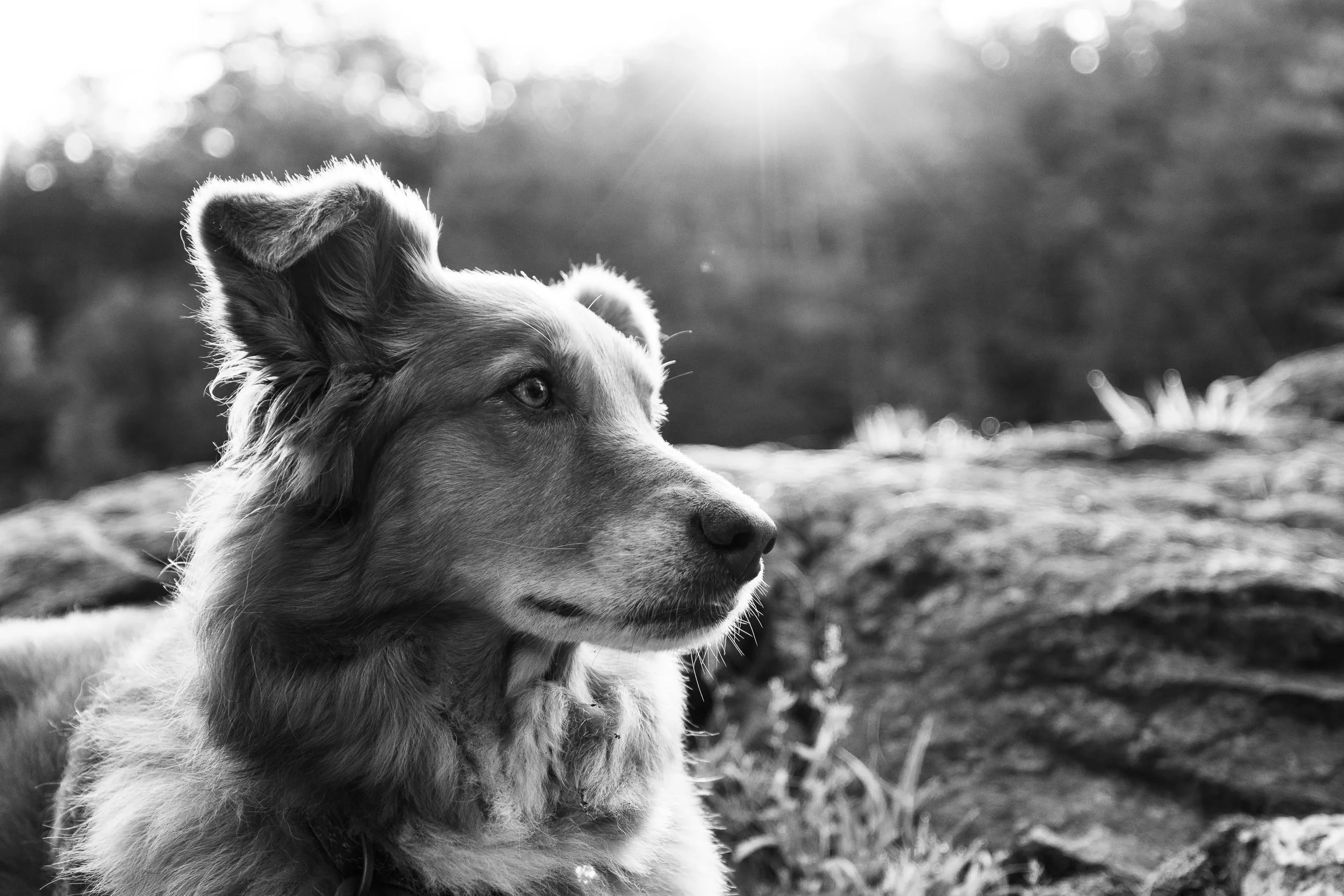 A black-and-white photograph of a dog lying outdoors with sunlight in the background.