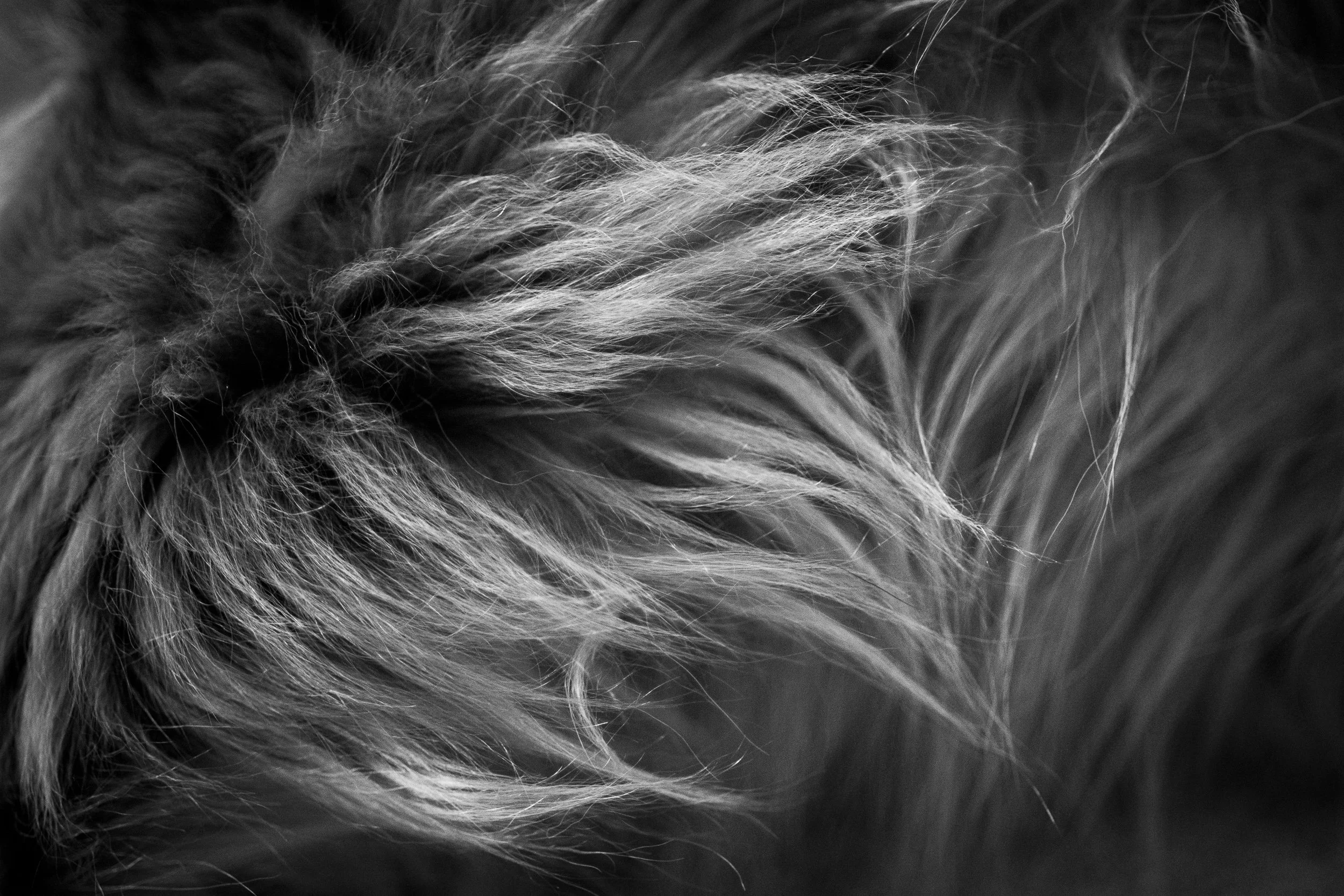 Close-up of long dog fur in black and white.