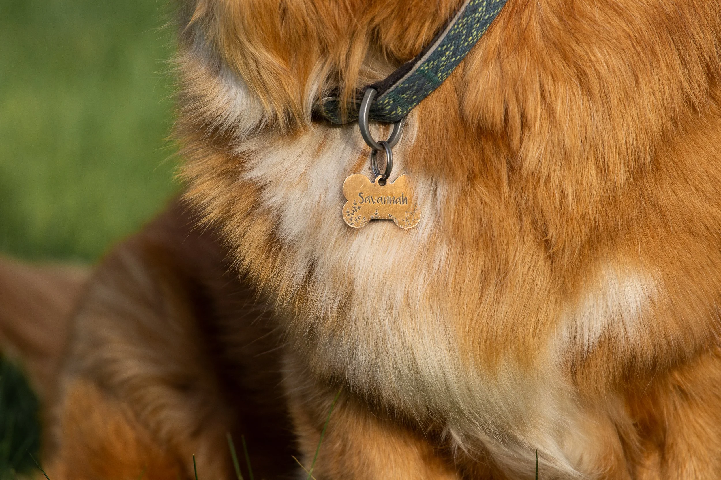 Close-up of a dog's neck with a collar and a bone-shaped tag engraved with the name 'Savannah', showing brown fur and part of its body.