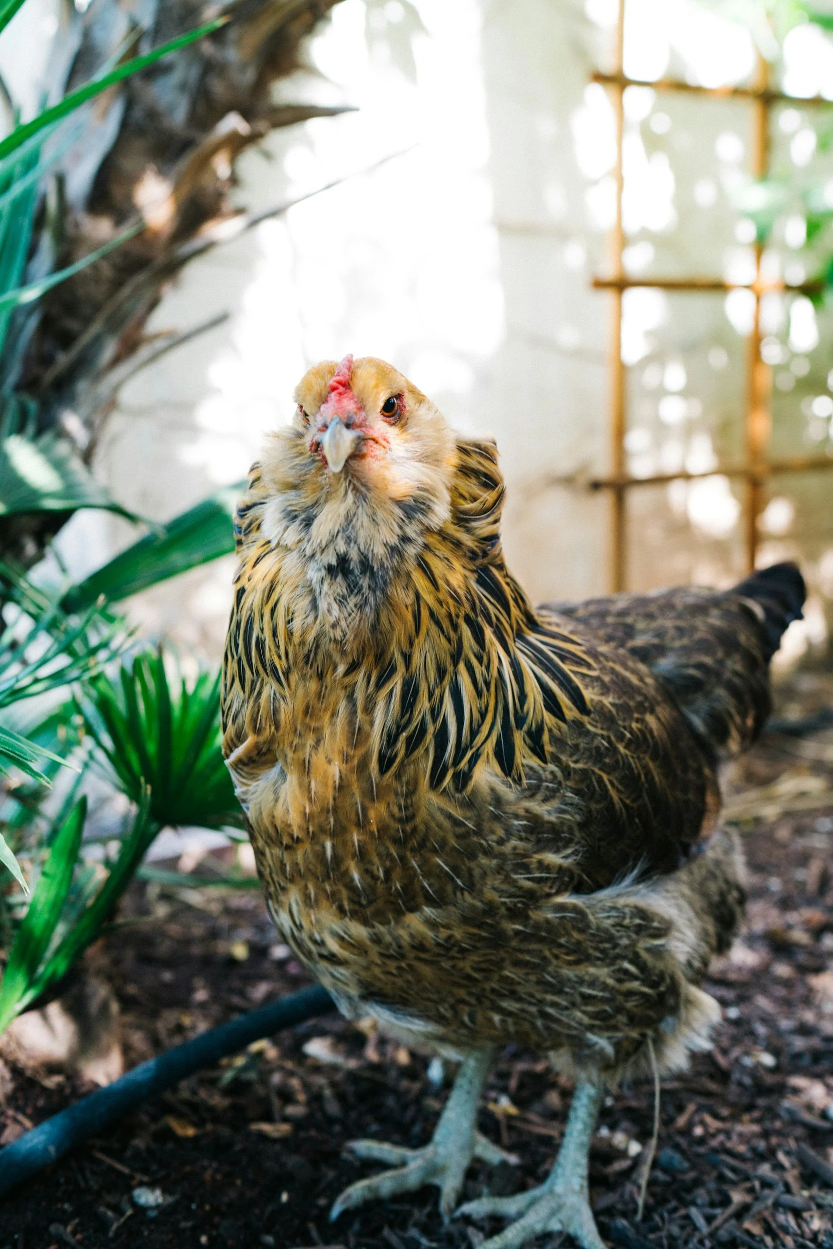 Close-up of a brown chicken standing outdoors near plants with a blurred background of a wooden structure.