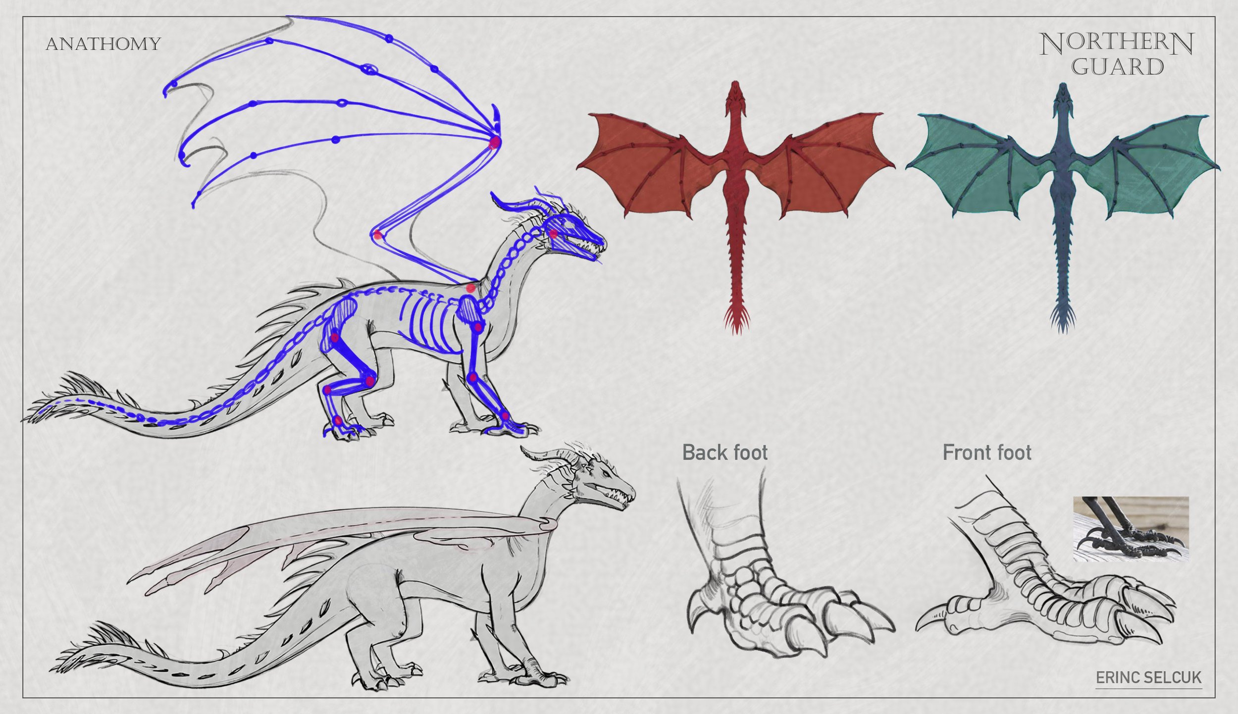 Diagram of a dragon's skeletal structure with labeled parts, showing anatomy, northern guard, back foot, and front foot.