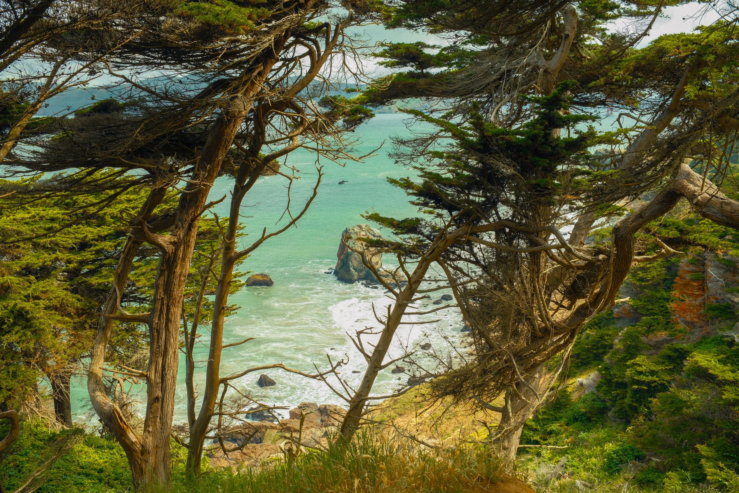 Coastal scene with large trees in the foreground, sandy beach, rocks, and turquoise water in the background.