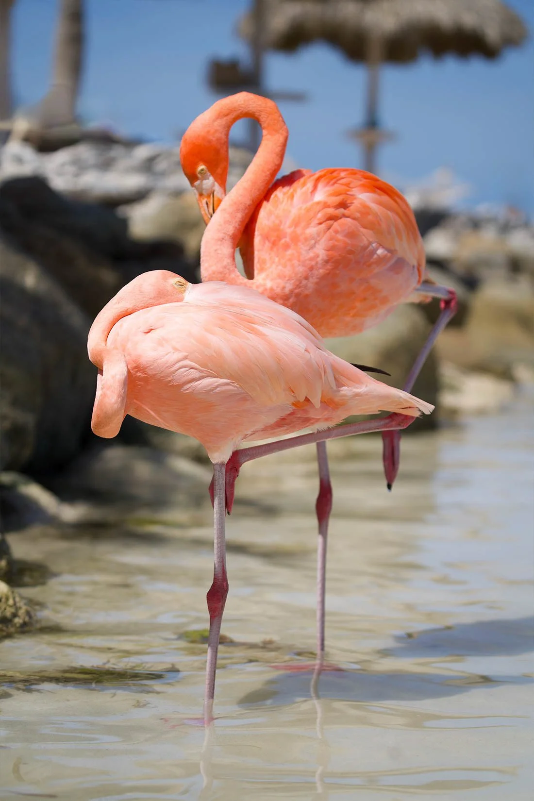 Two pink flamingos standing in shallow water near rocks with a blurred background of a beach scene.