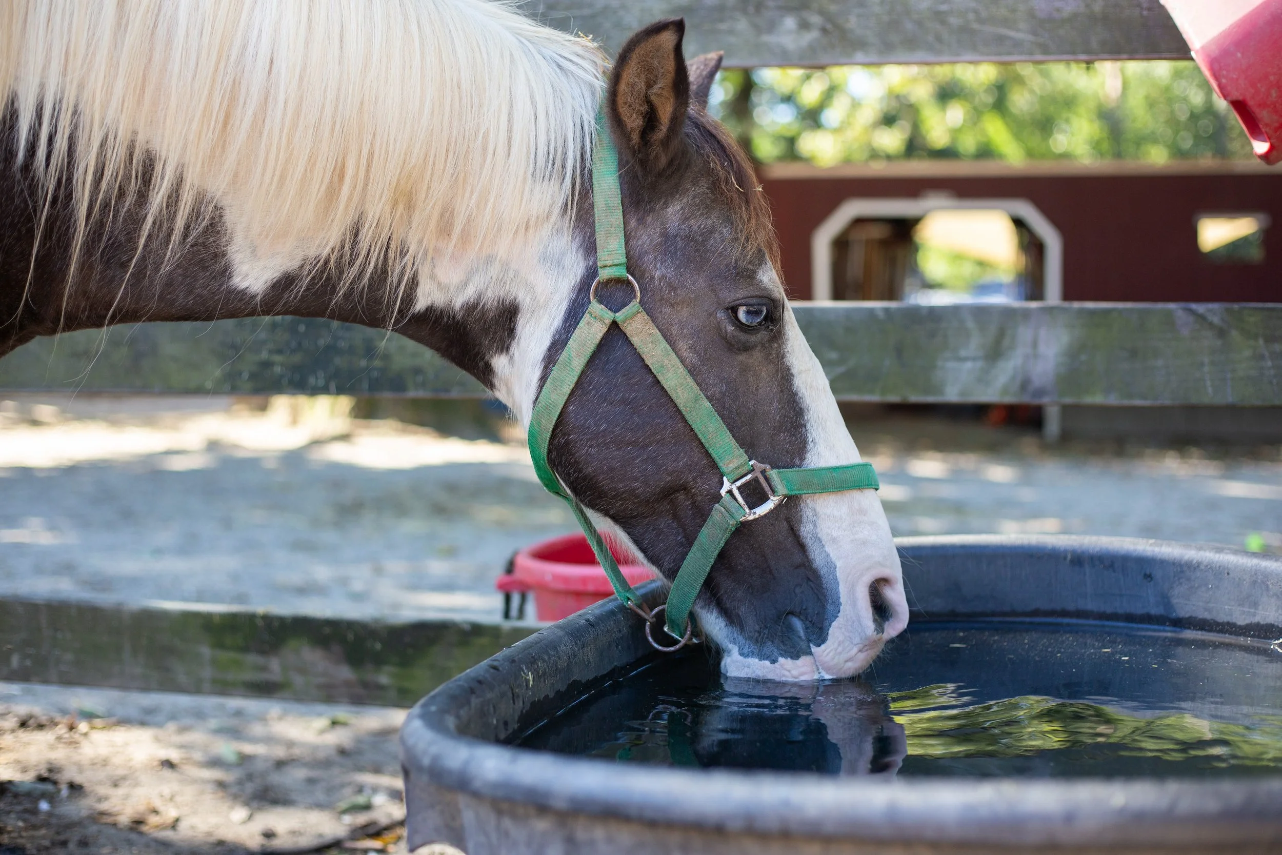 A horse with a white mane and a brown and white face, wearing a green halter, drinking from a water trough outdoors.