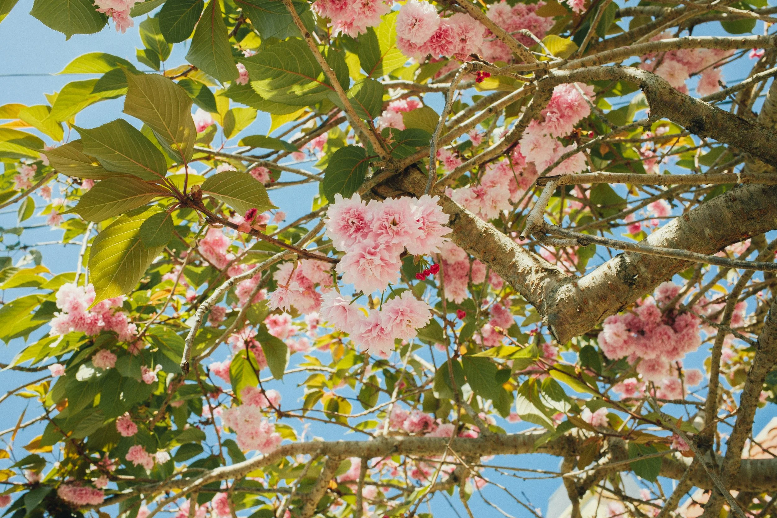 Pink crepe myrtle flowers with green leaves and blue sky in the background.