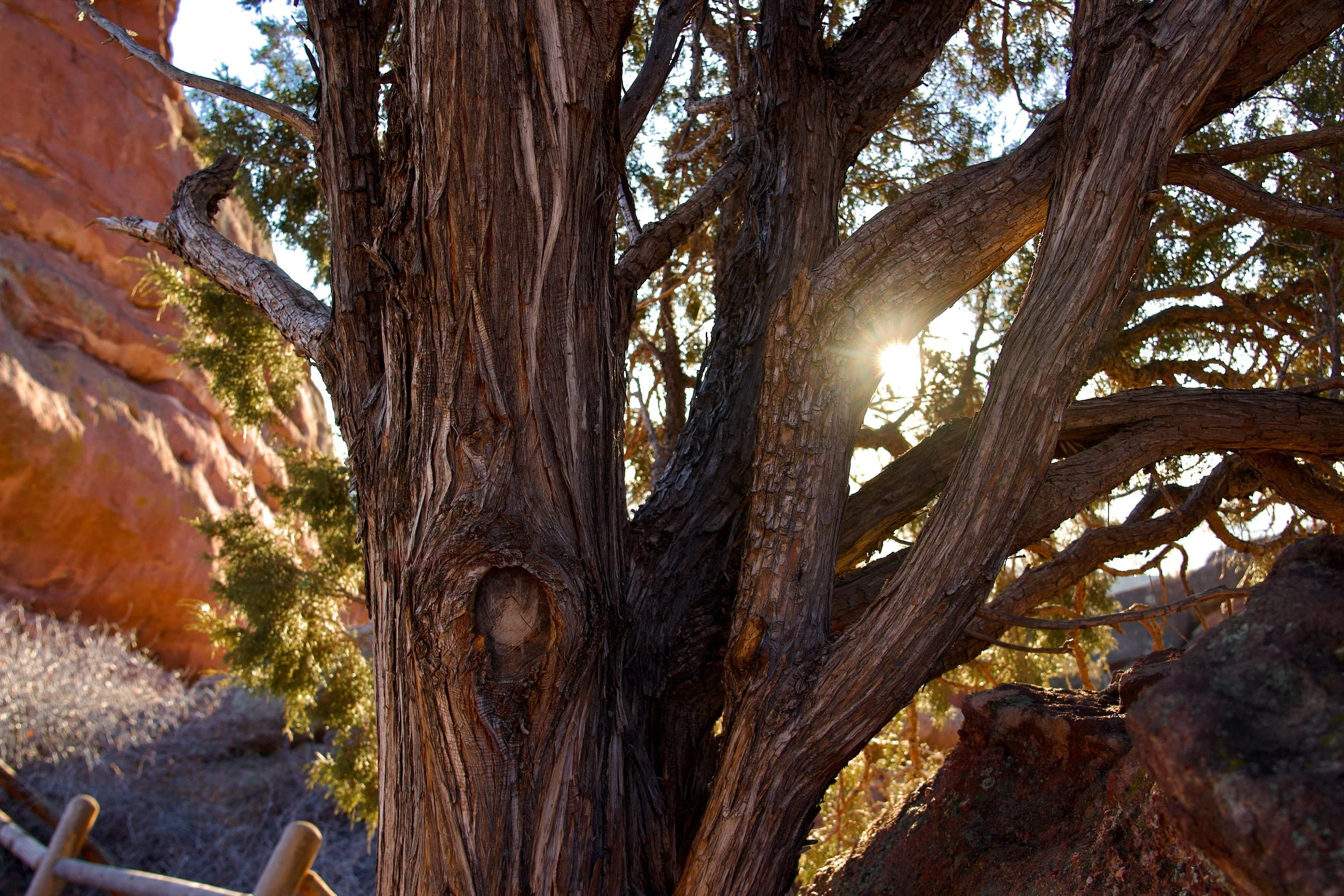 A close-up of a large gnarled tree trunk with textured bark, surrounded by other trees and rocks, with sunlight shining through the branches in the background.