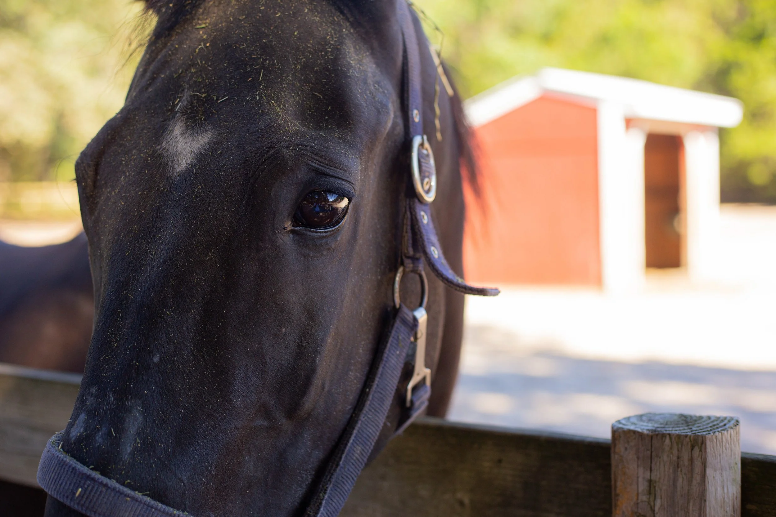 Close-up of a black horse's face, showing its eye and part of its nose, with a halter around its head. In the background, an orange and white structure is visible, with green trees and foliage indicating an outdoor setting.