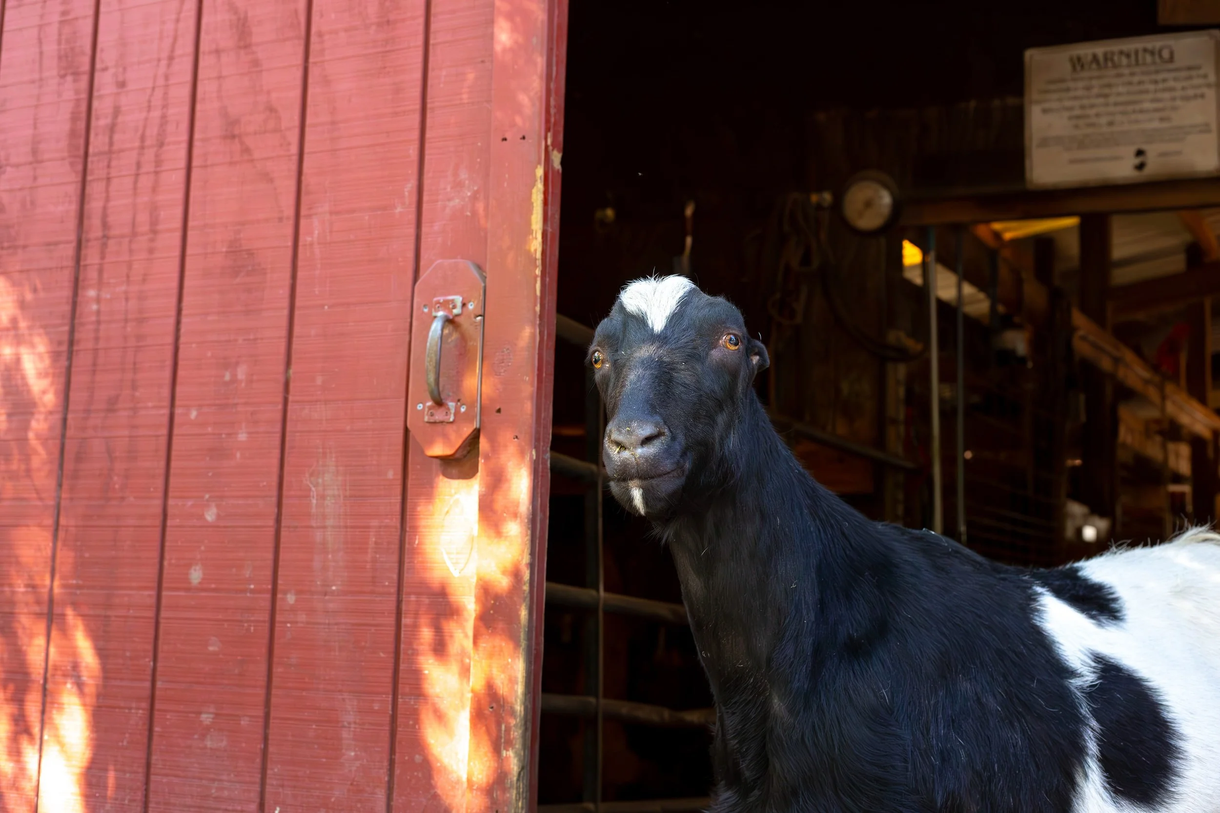 A black and white goat looking out from behind a red wooden gate inside a barn.