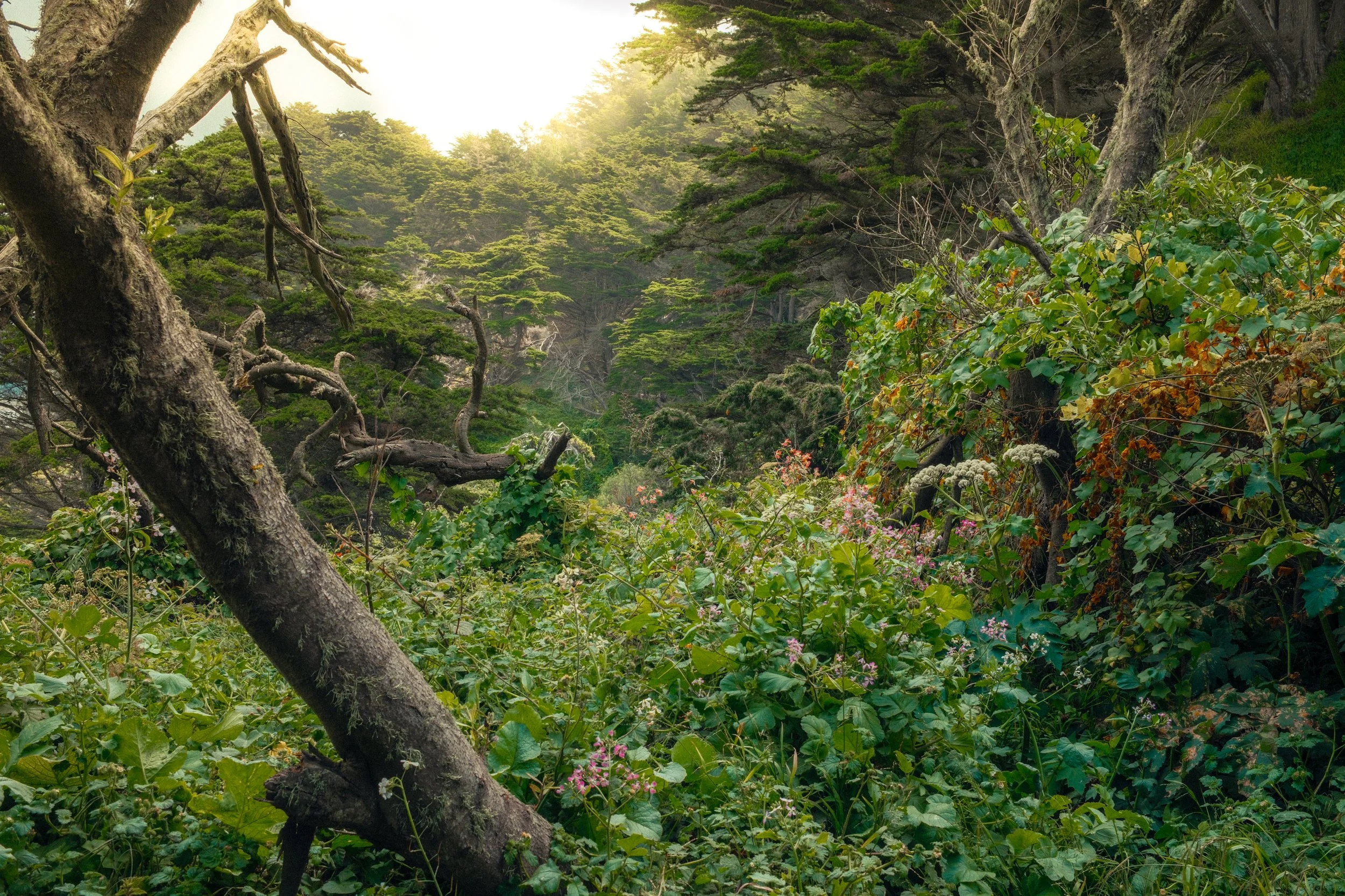 A lush green forest with a mix of large trees, some with twisted branches, under soft sunlight filtering through the canopy, and dense undergrowth with various plants and flowers.