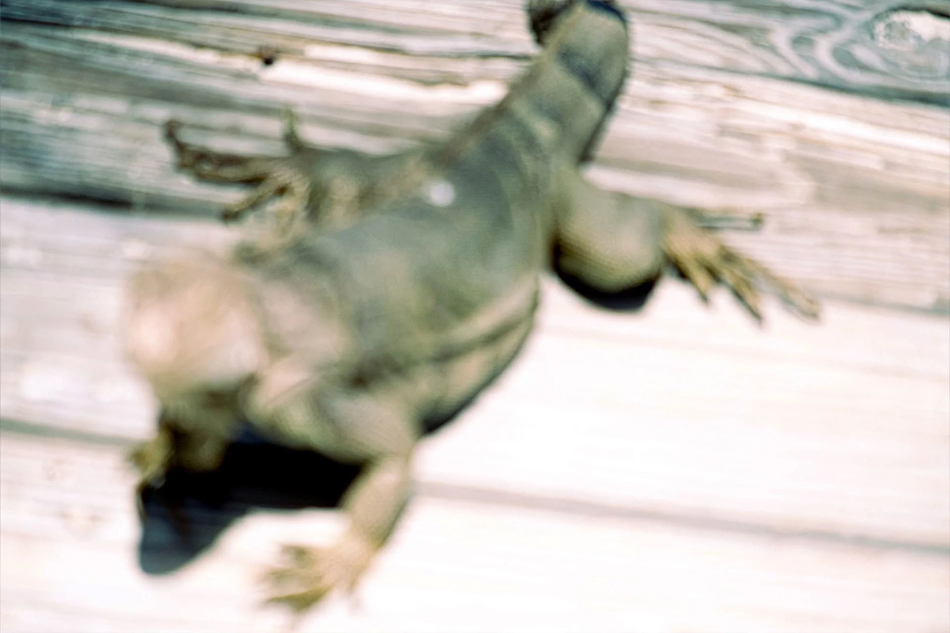 Close-up of a green lizard on a white wooden surface, with a blurry background.