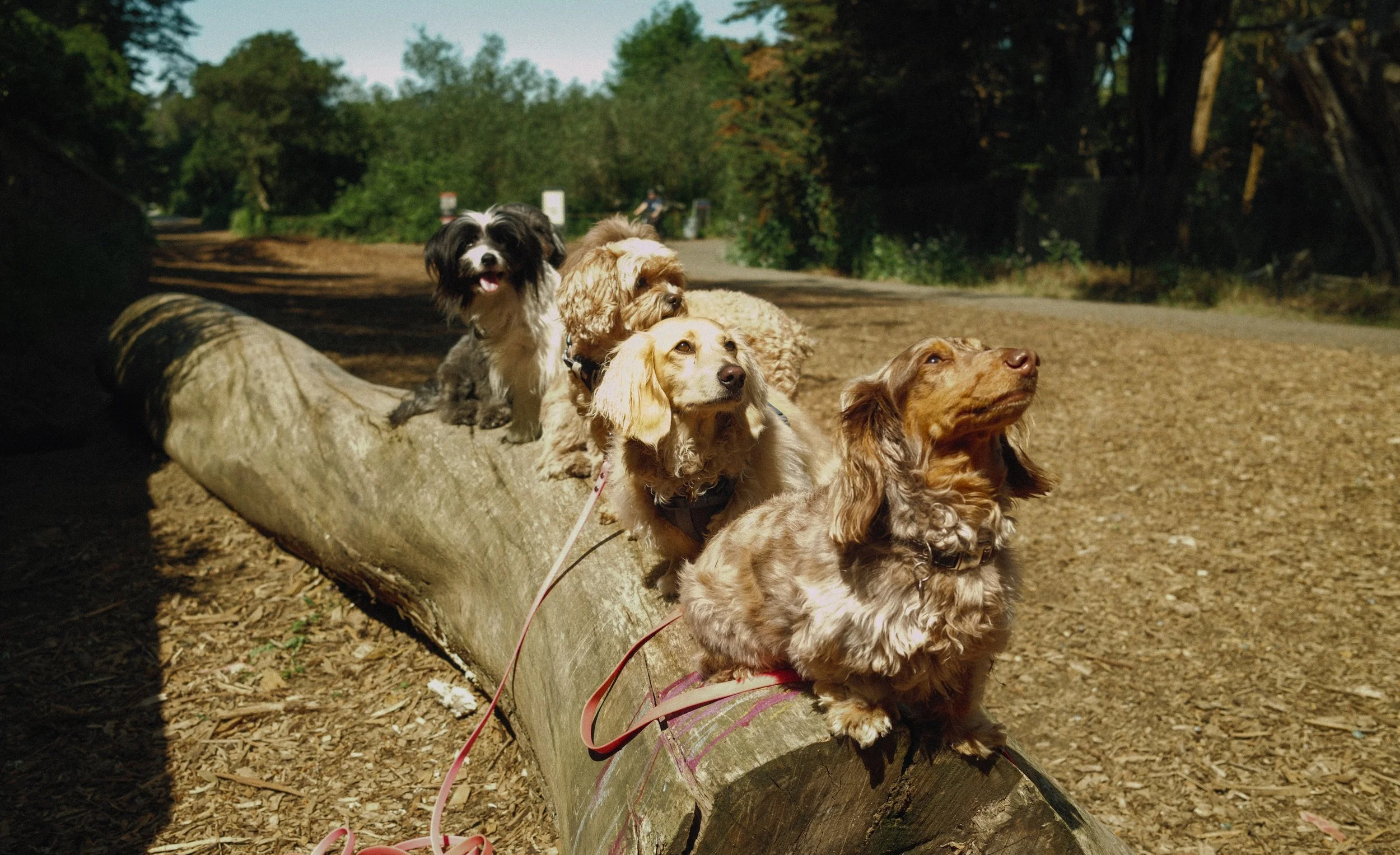 Four dogs sitting on a large fallen log in a wooded park, with trees and a walking path in the background.