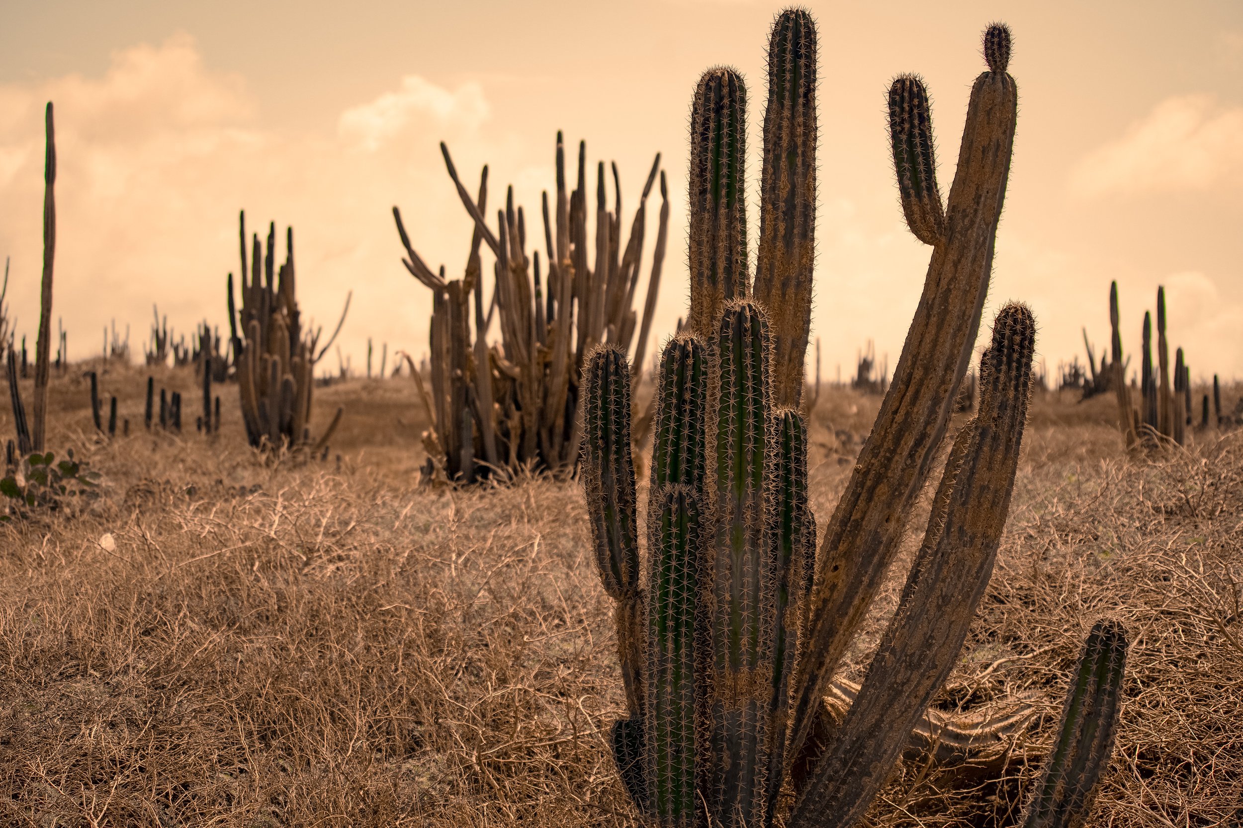 Desert landscape with various cacti, including tall, thin columnar cacti and a large, multi-branched cactus, under a warm, orange sky at sunset or sunrise.