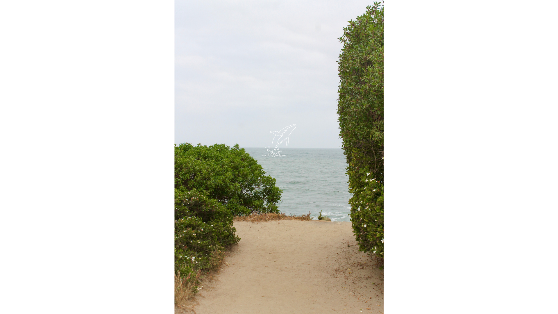 Pathway through green bushes toward the ocean with cloudy sky, framed by tall bushes on each side.