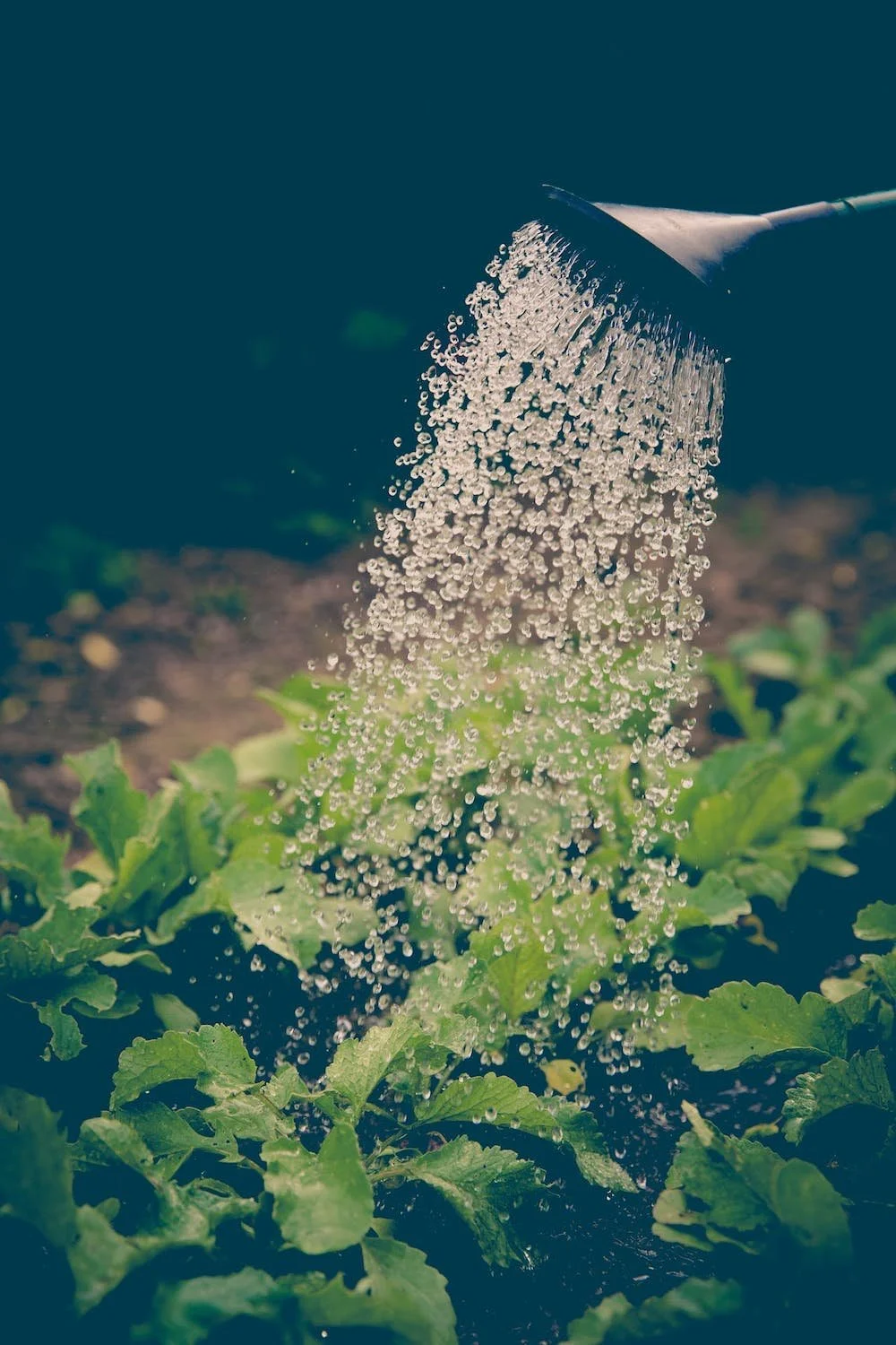 Watering